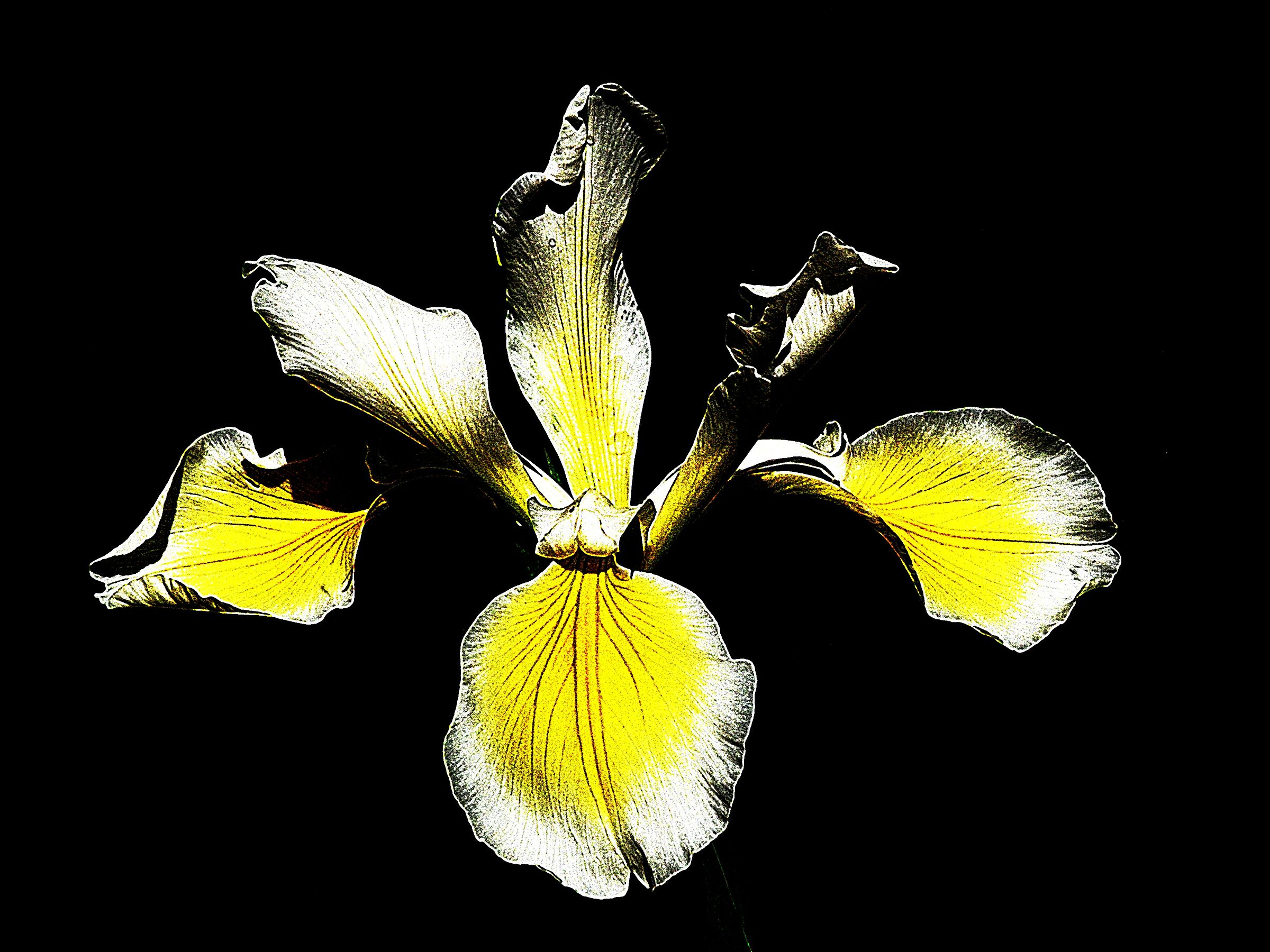 Iris - elaborazione -