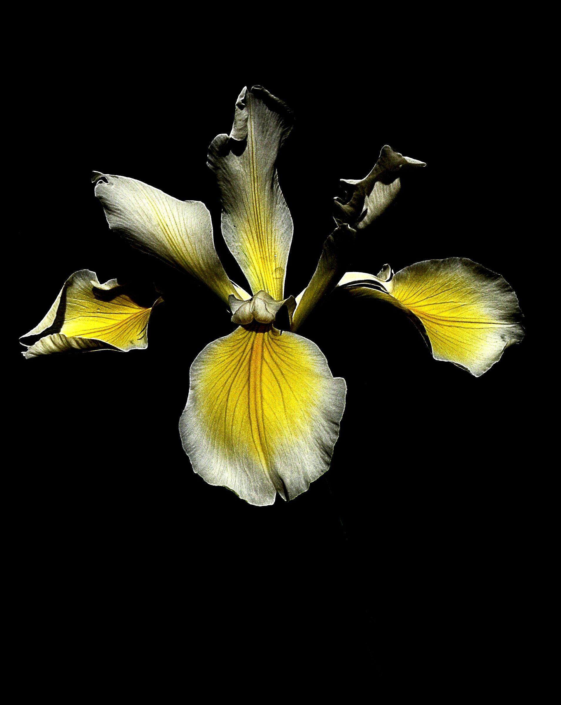 Iris - elaborazione -