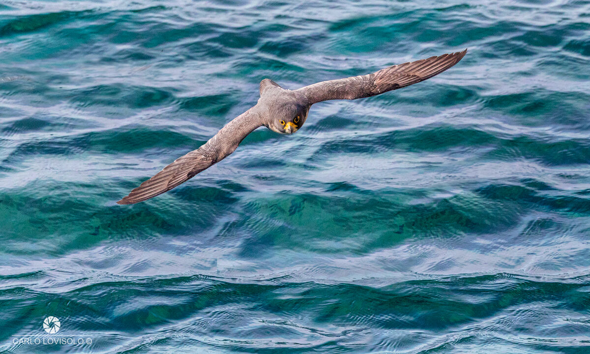 Peregrine Falcon in Sea hunting