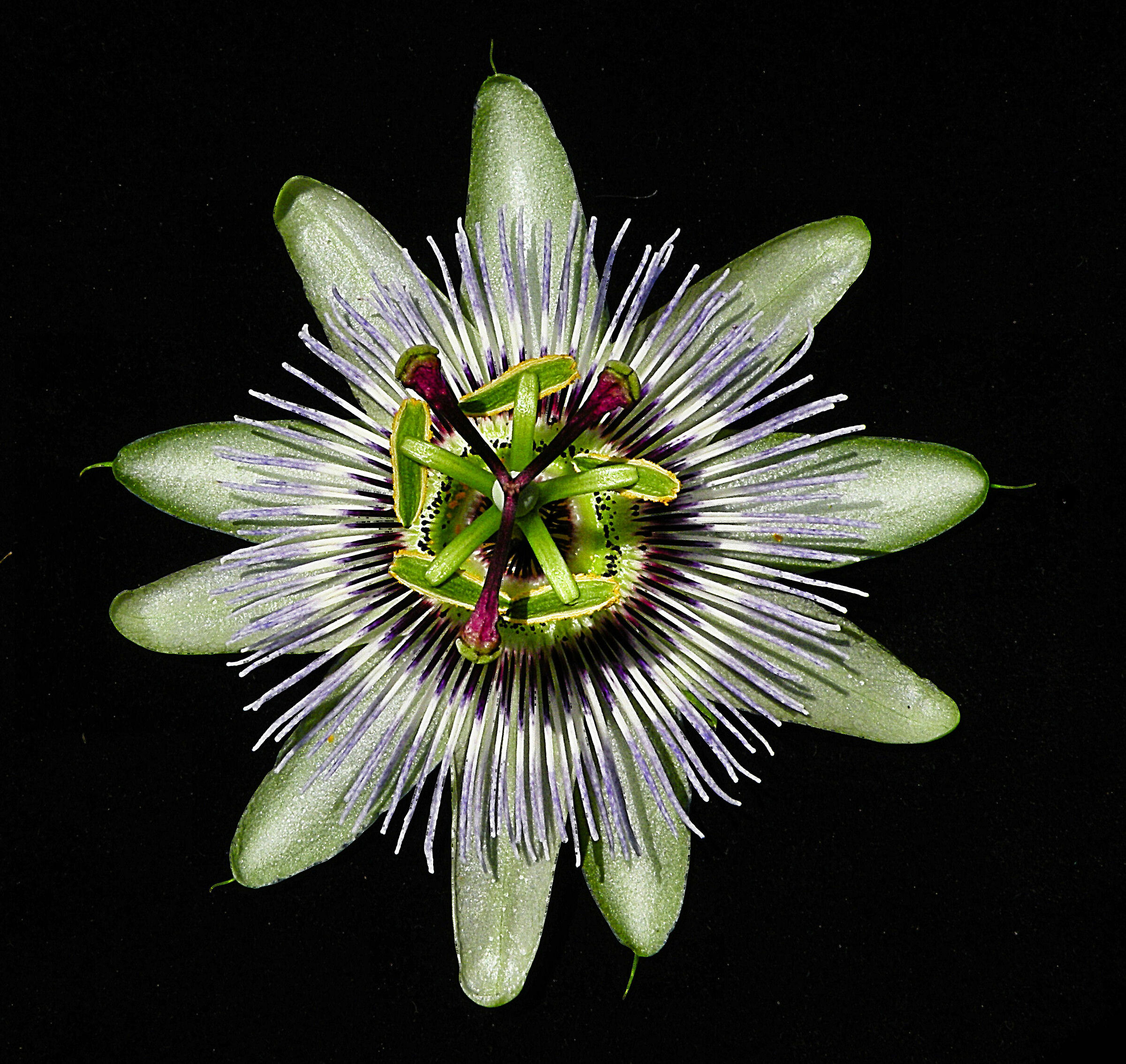 Passiflora