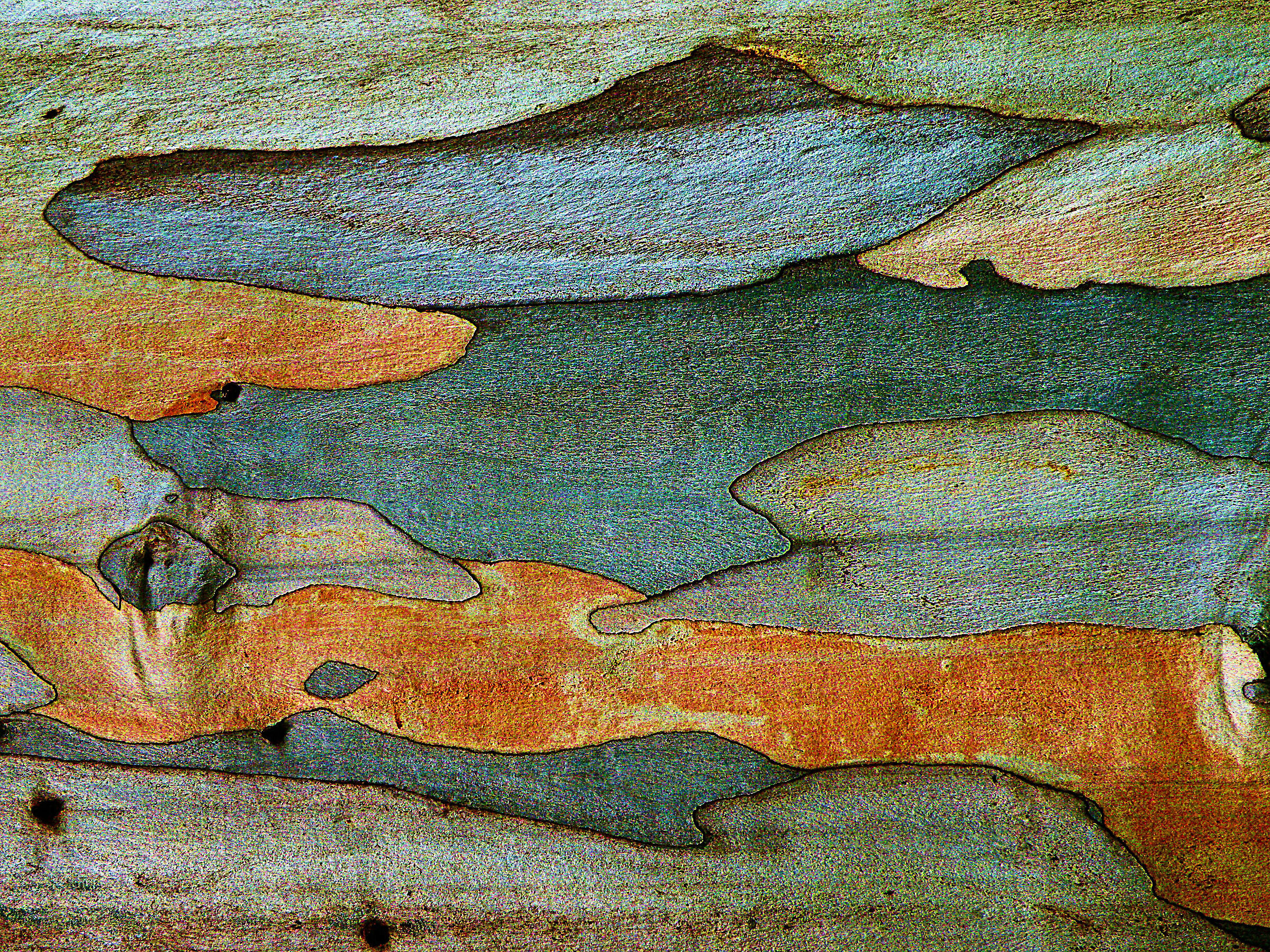 Cromatismi Arborei
