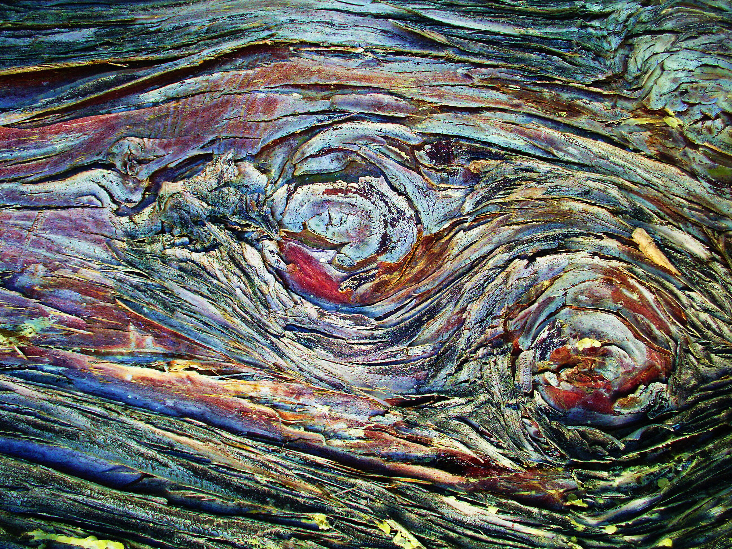 Cromatismi  Arborei