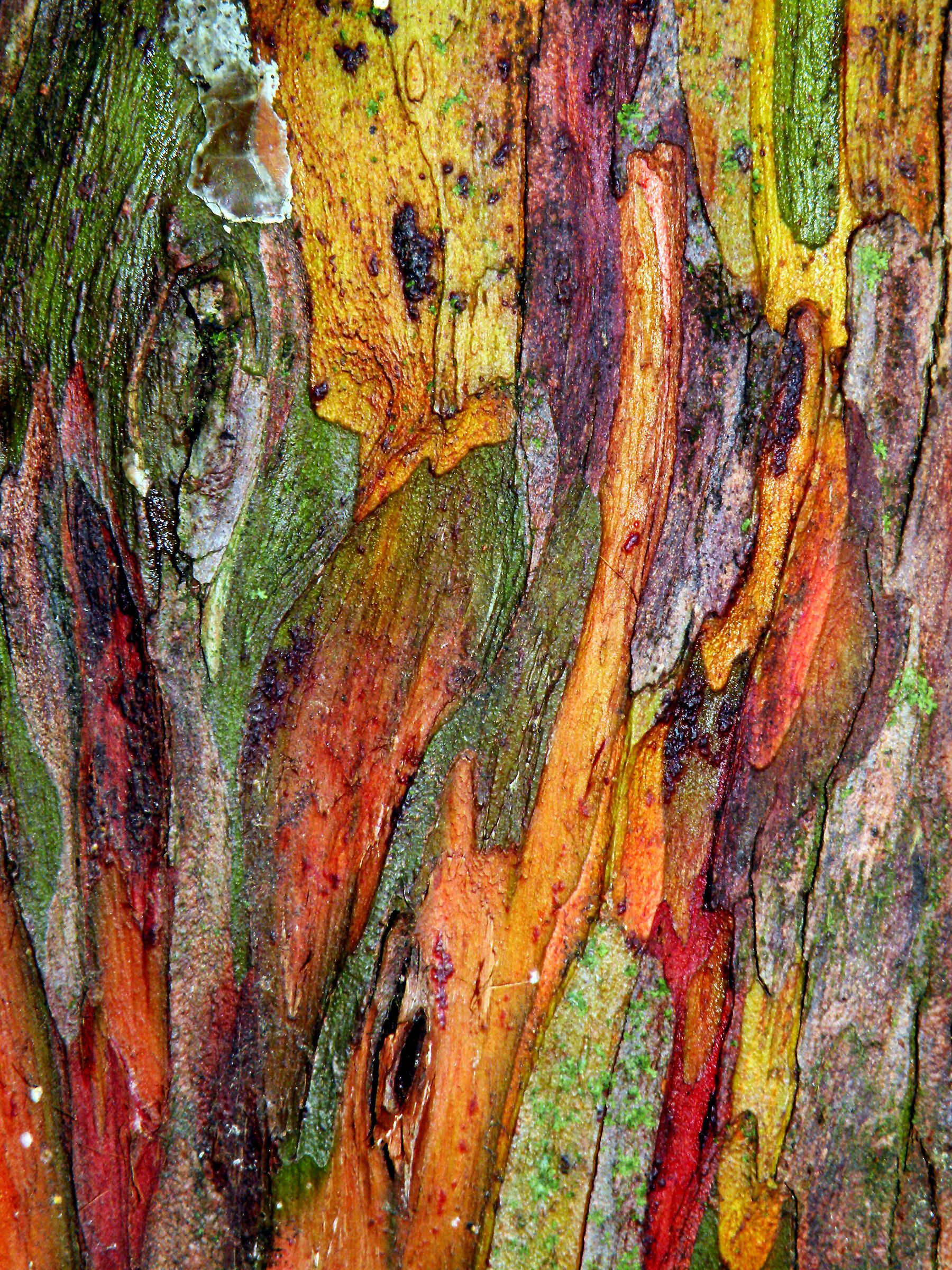Cromatismi Arborei