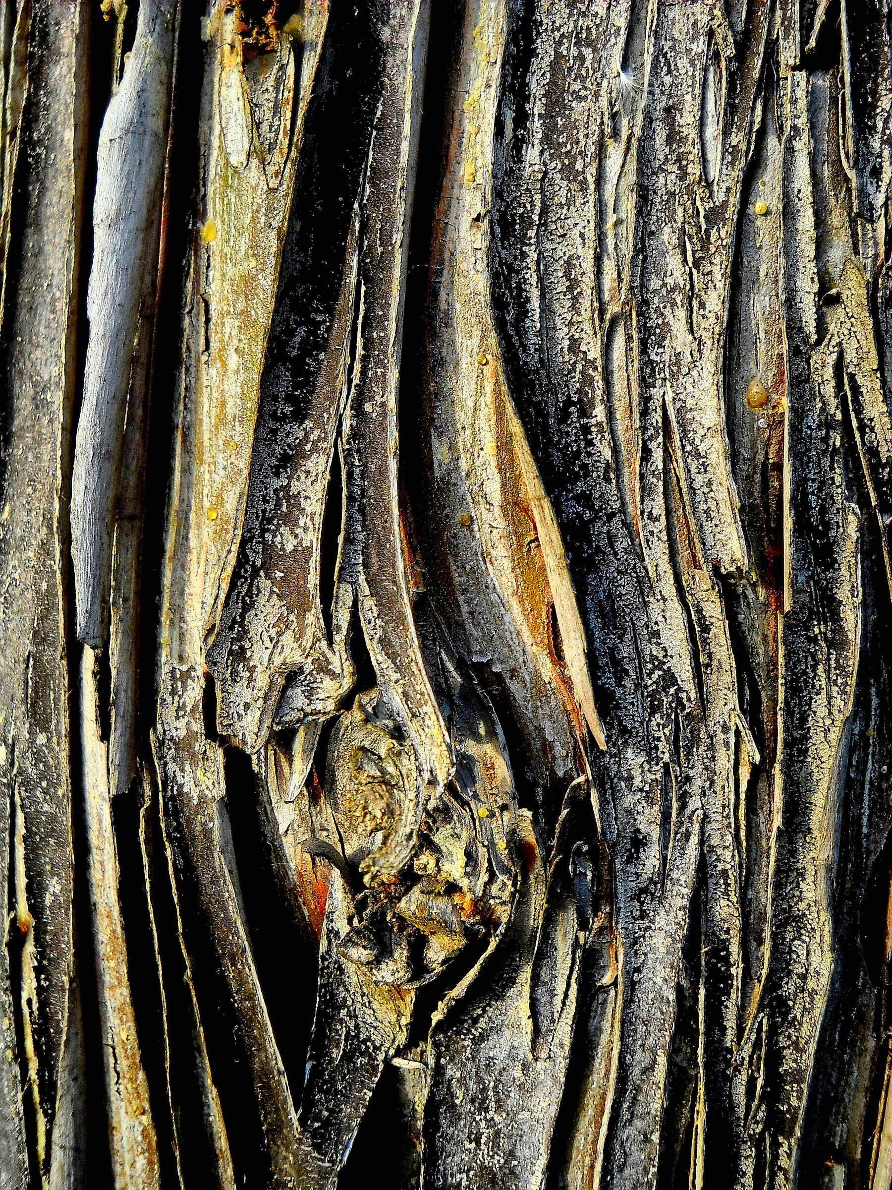 Cromatismi Arborei