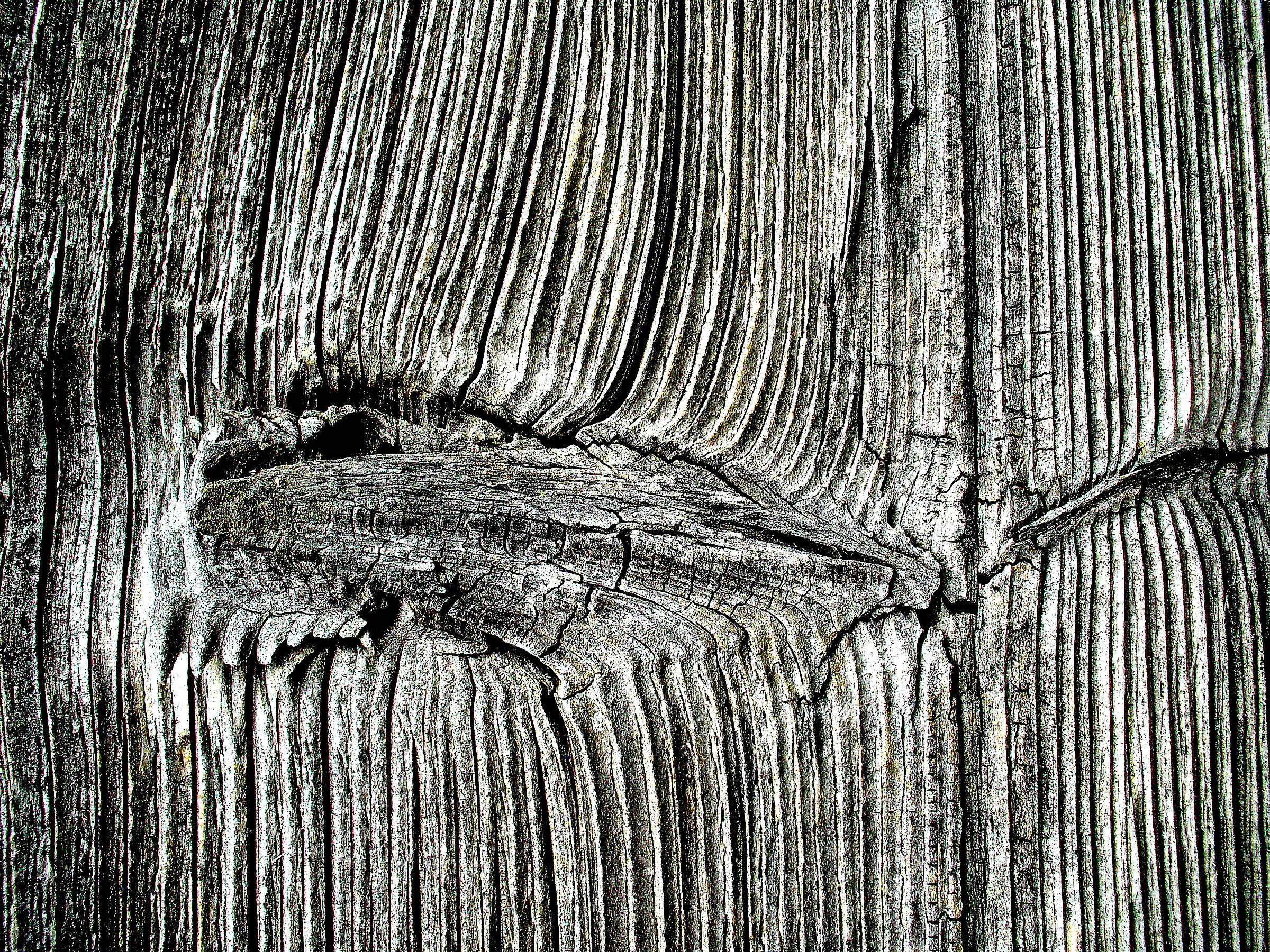 Cromatismi  Arborei