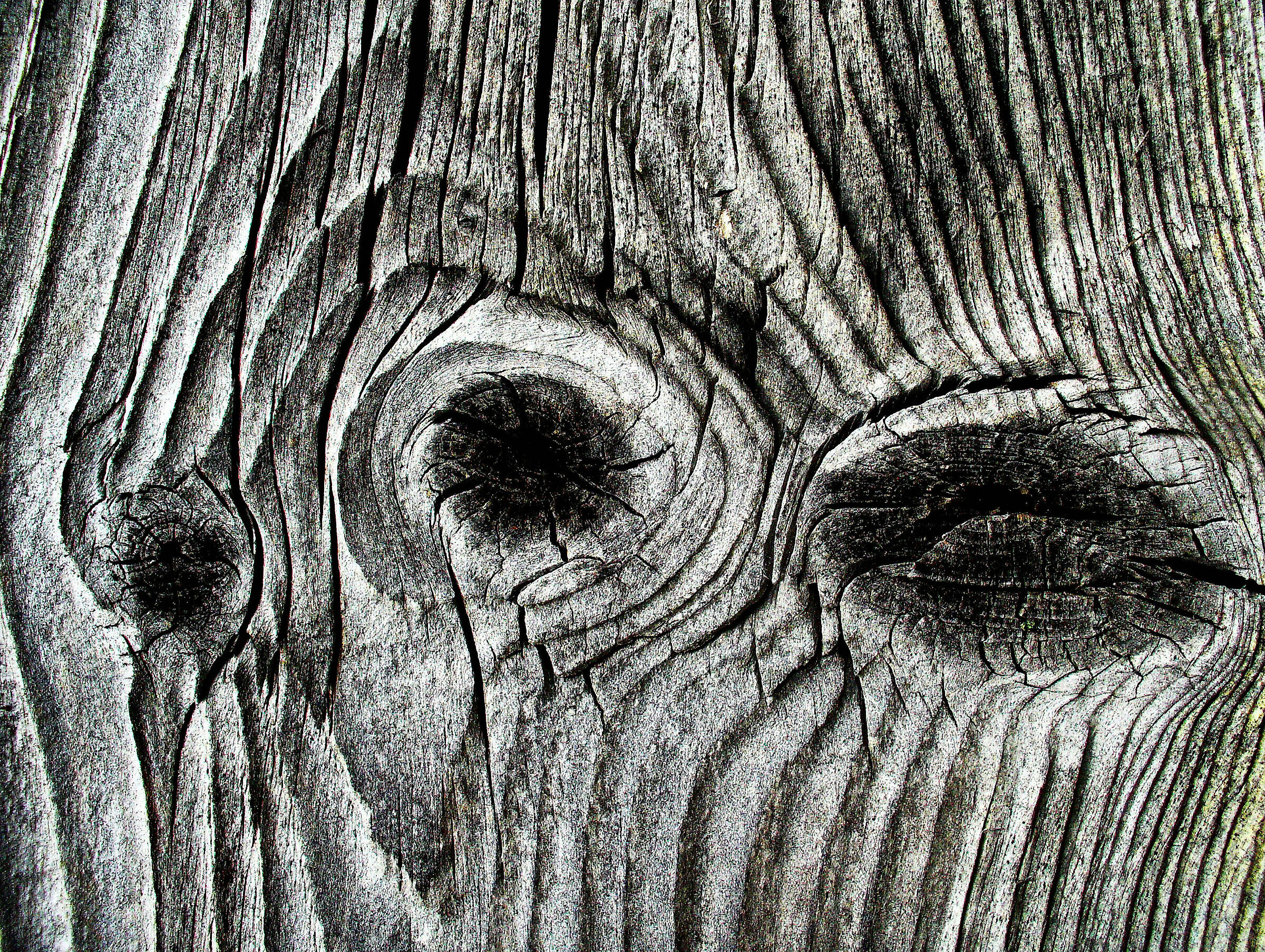 Cromatismi Arborei