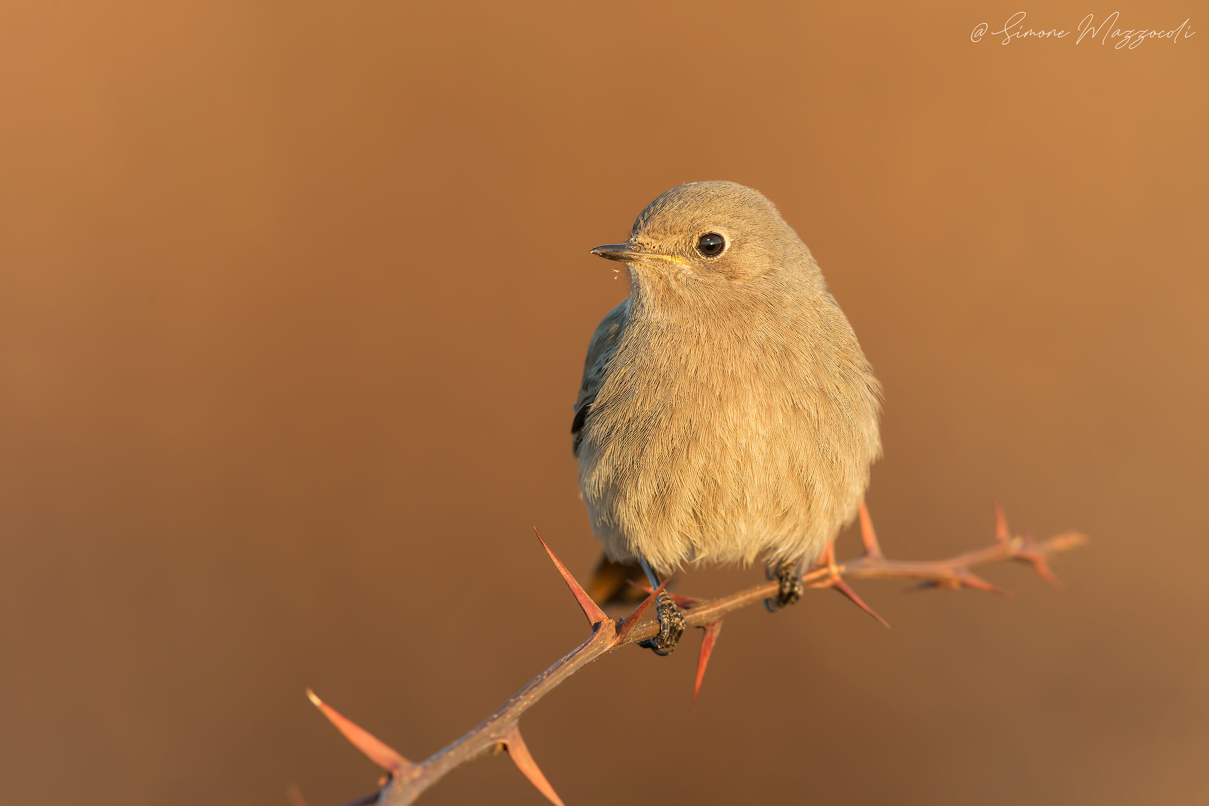 Red-Chimney sweep F.