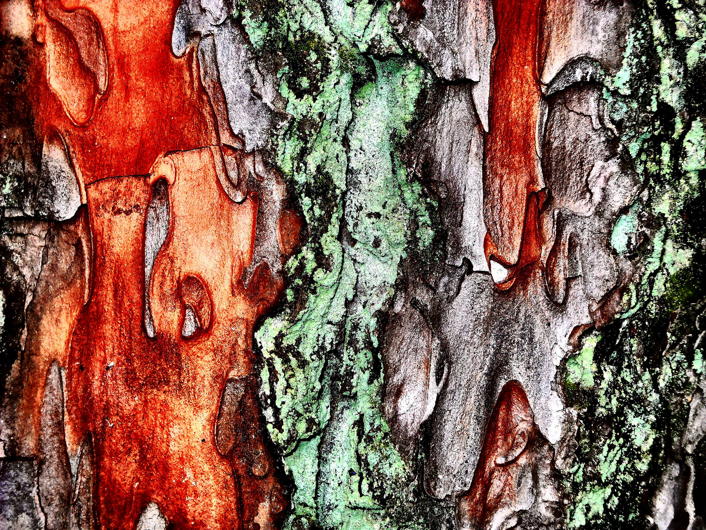 Cromatismi Arborei