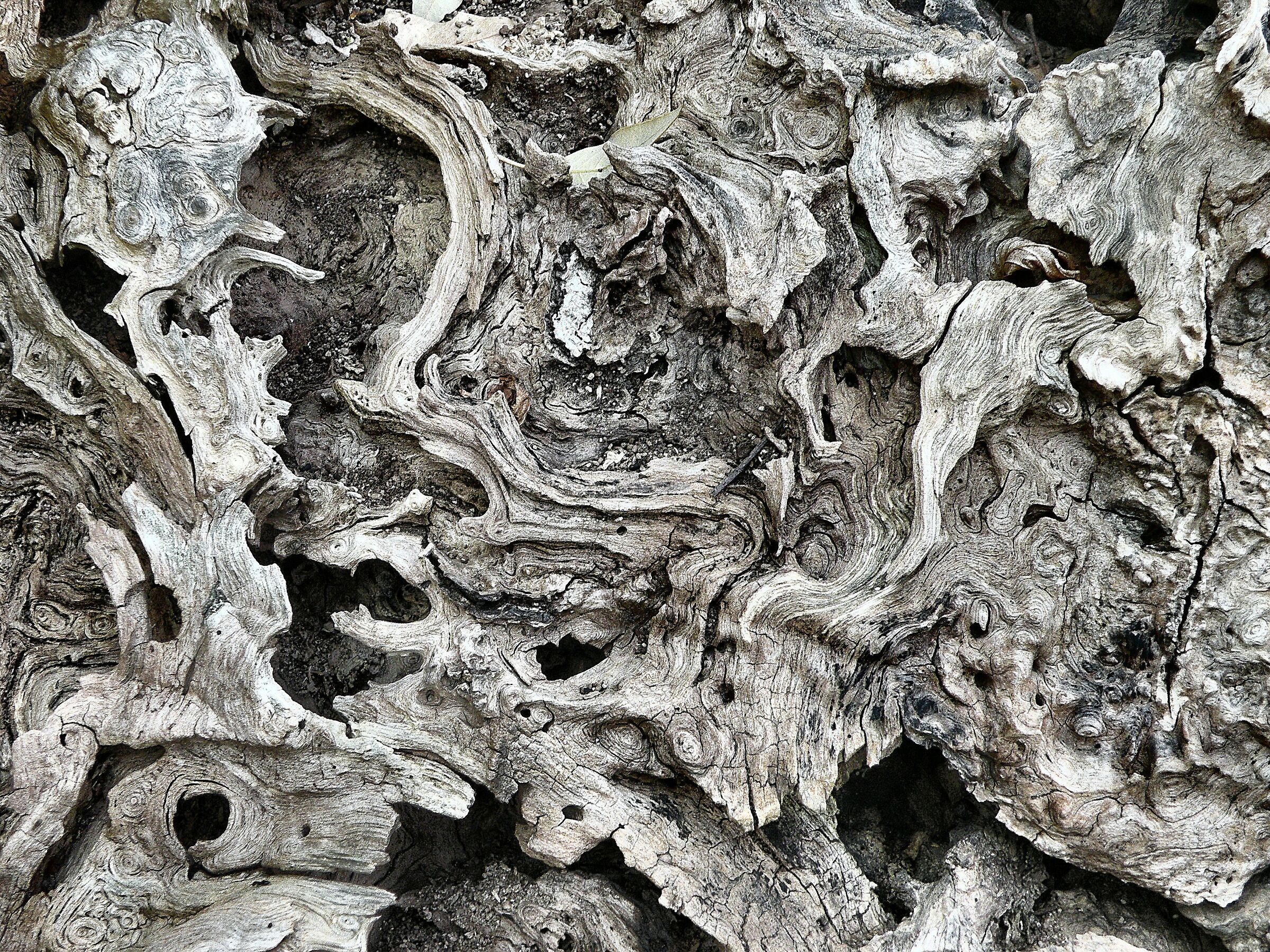 Cromatismi Arborei