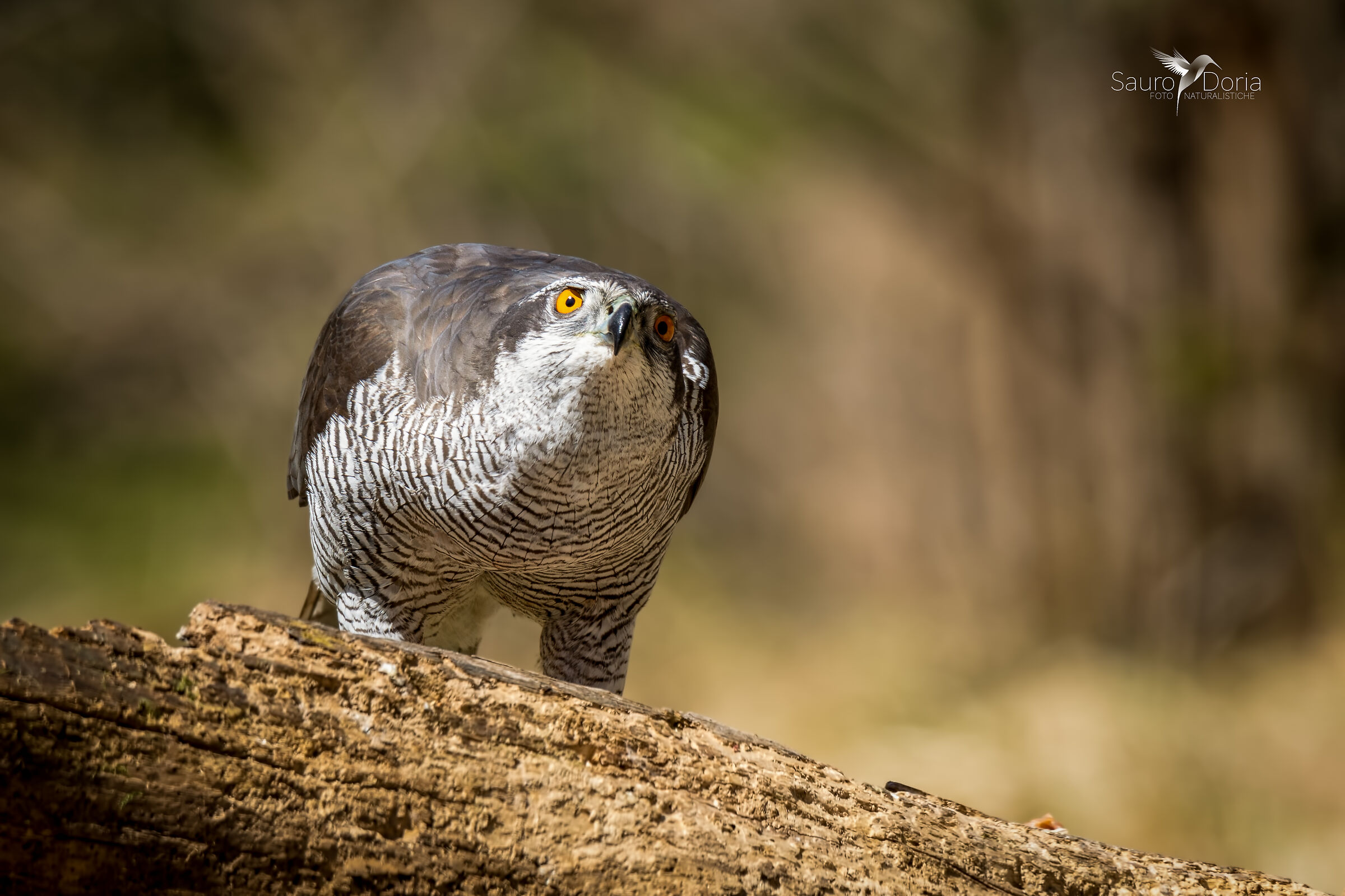 Goshawk-Accipiter Gentilis