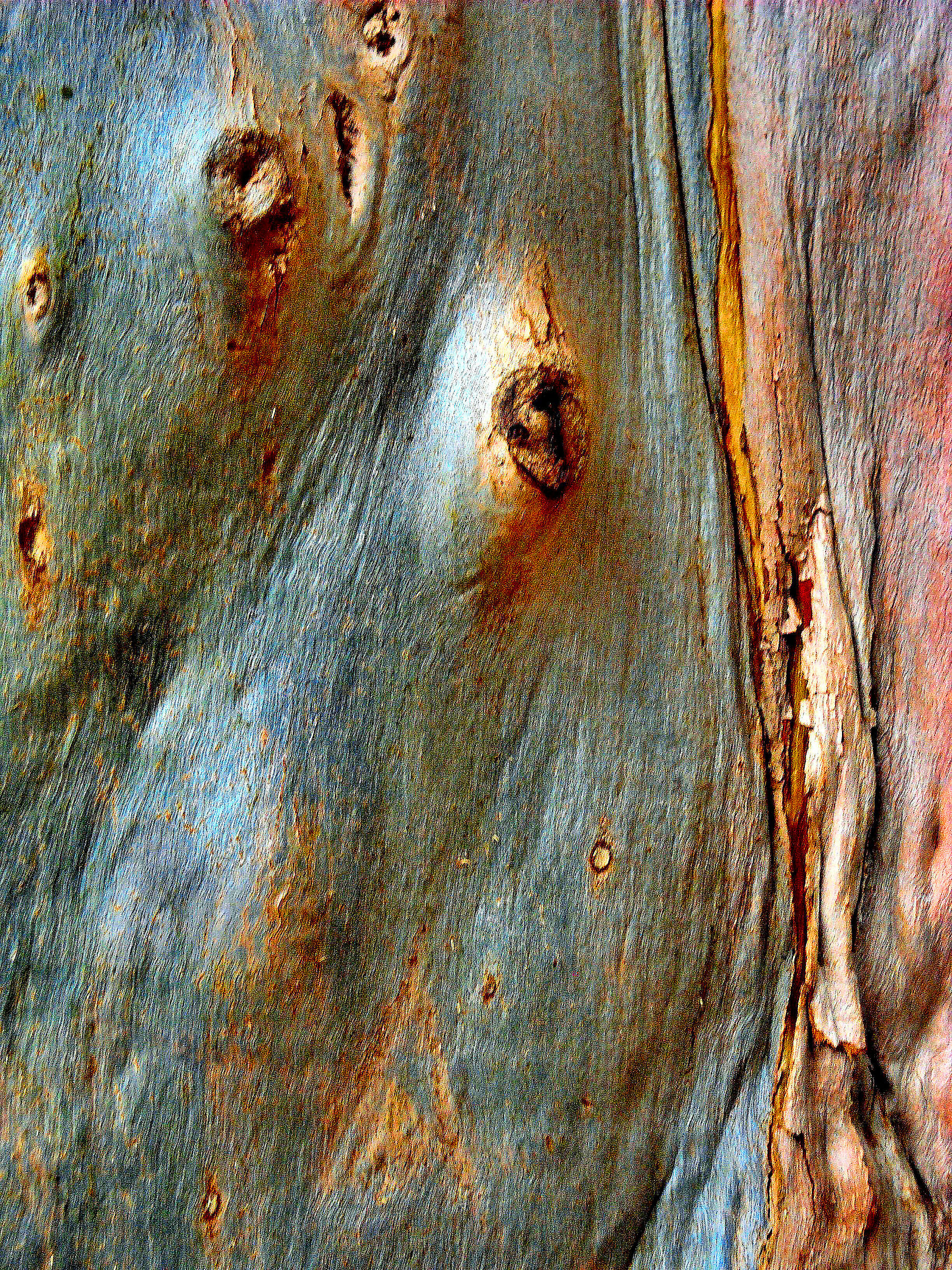 Cromatismi  Arborei