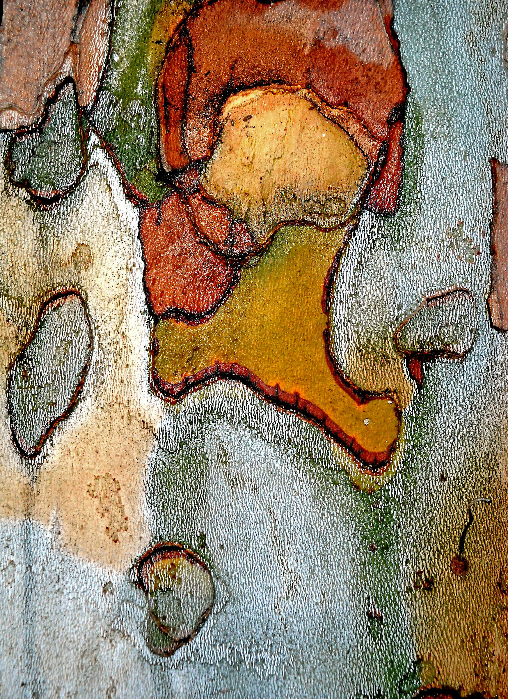 Cromatismi Arborei