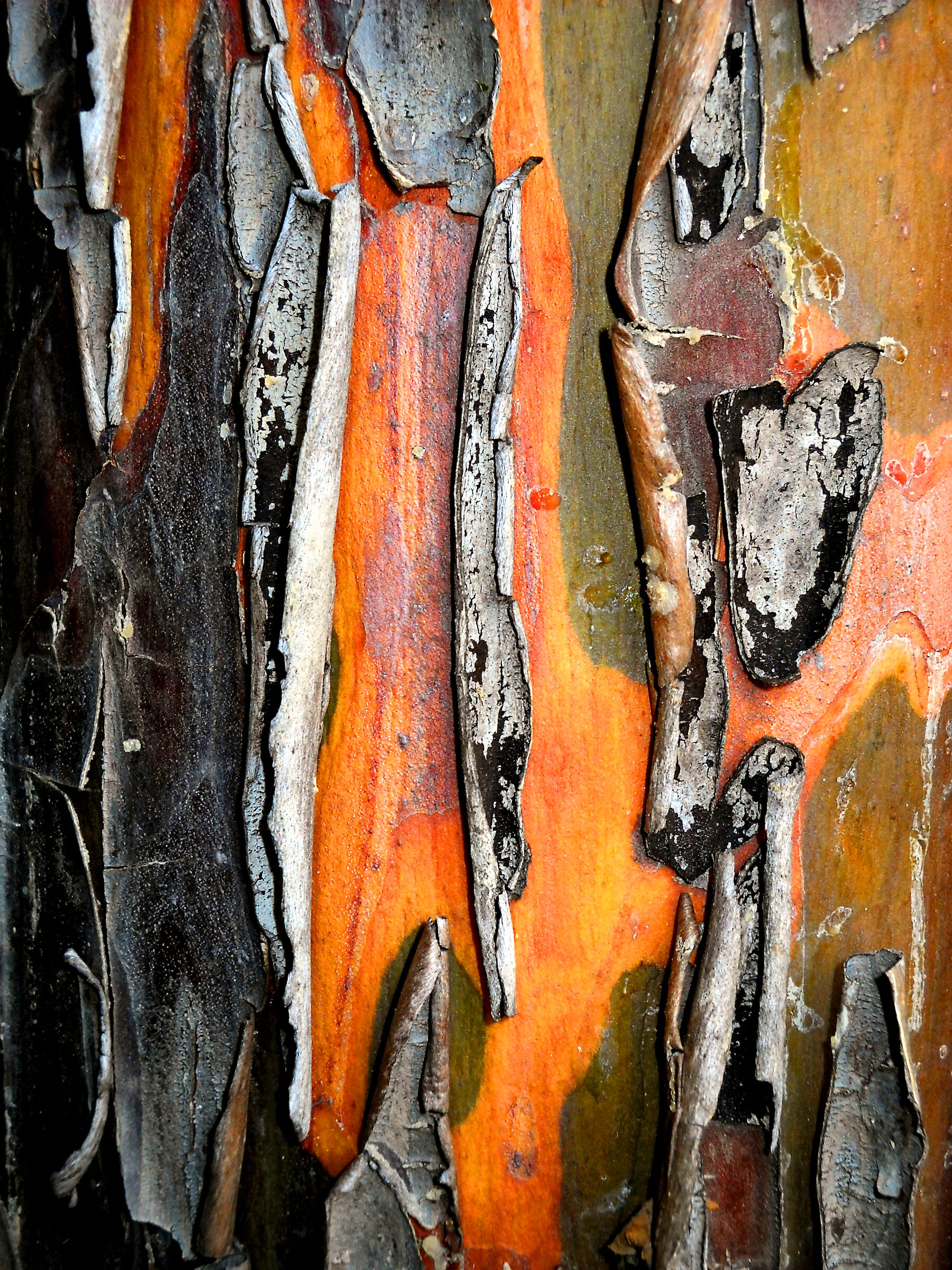 Cromatismi  Arborei