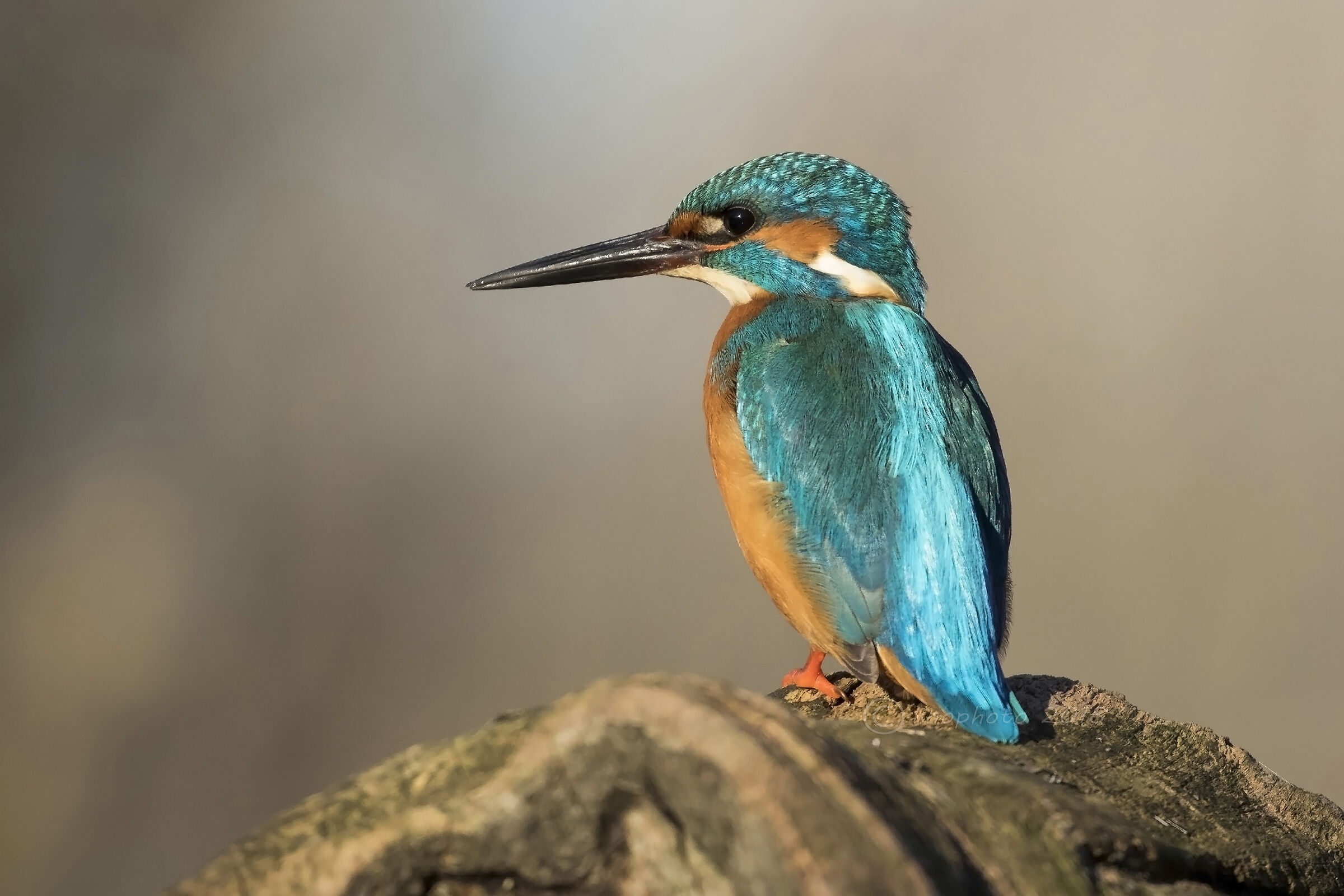 Martino ( Alcedo atthis)