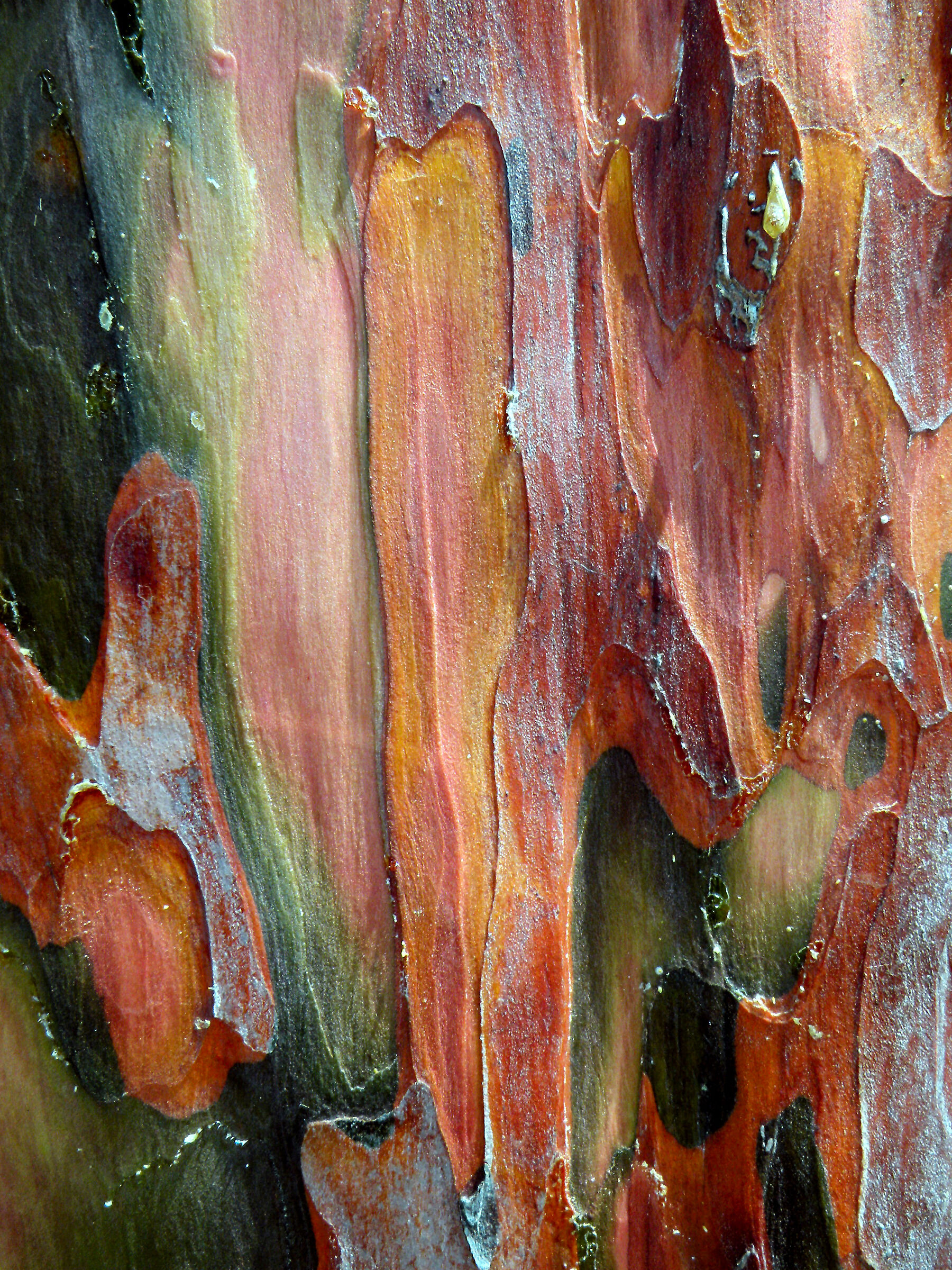 Cromatismi Arborei