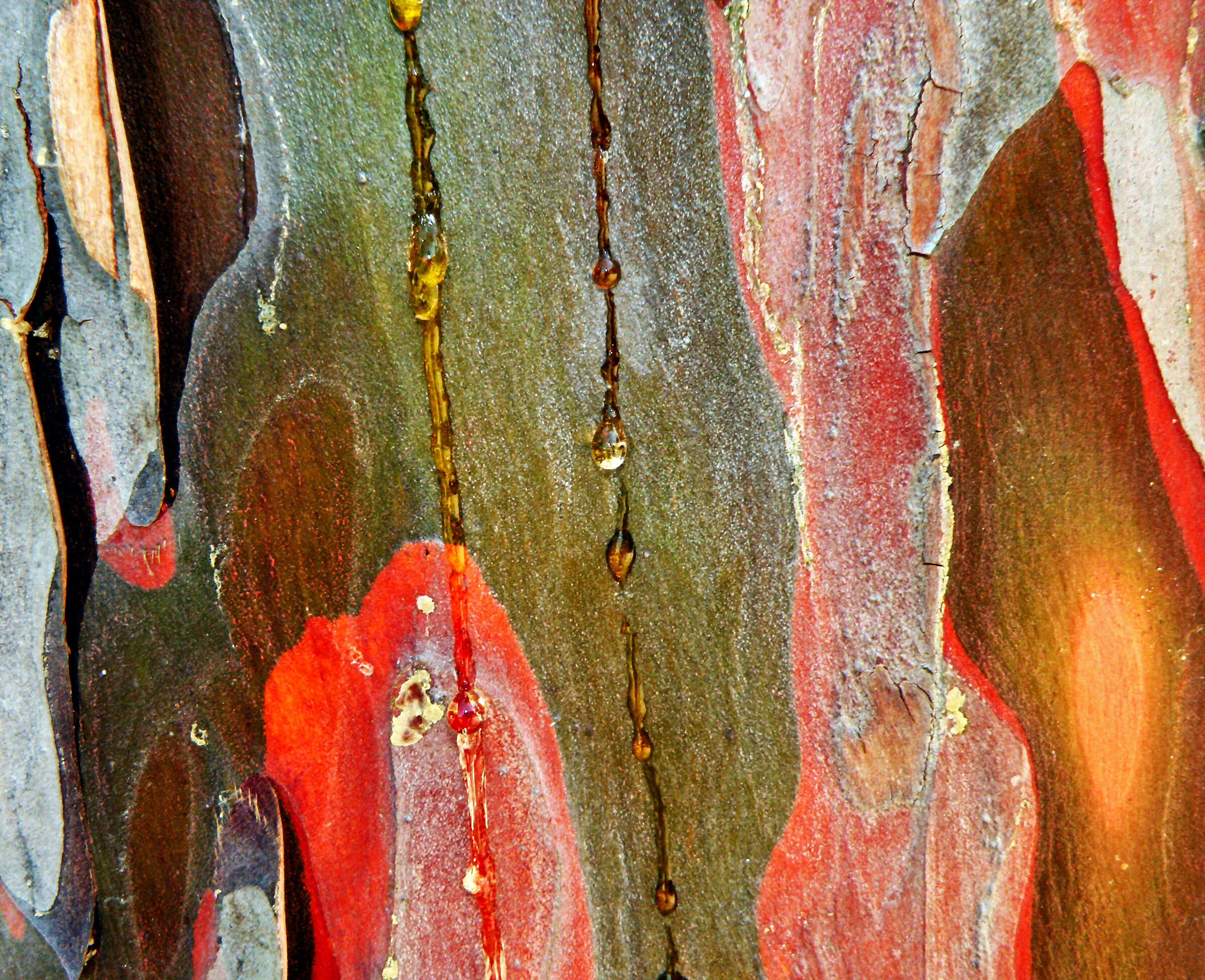 Cromatismi  Arborei