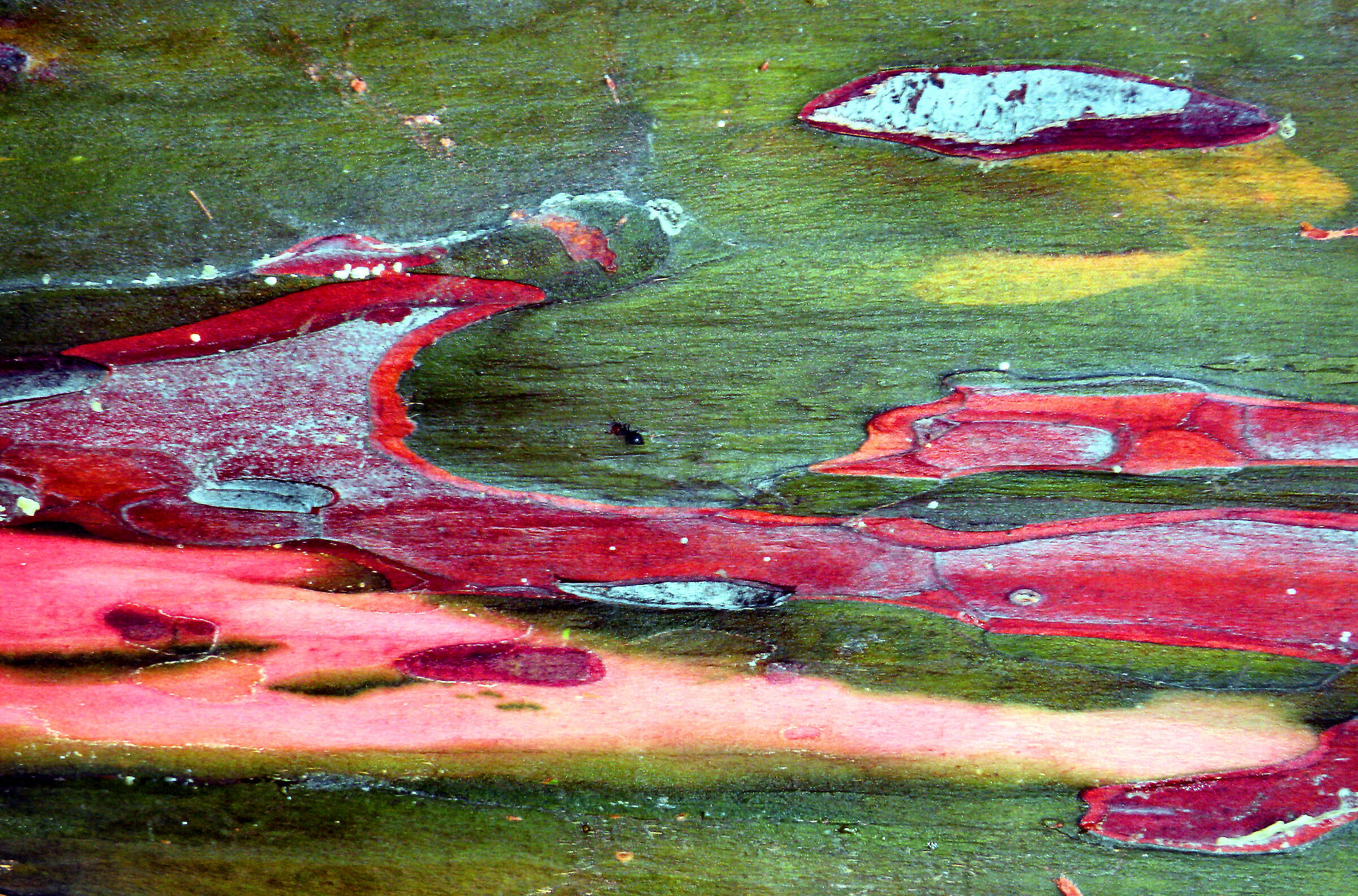 Cromatismi Arborei
