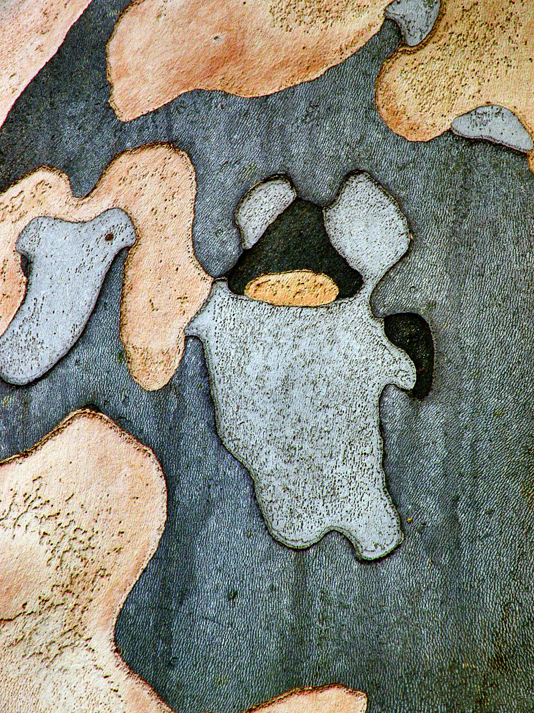 Cromatismi Arborei