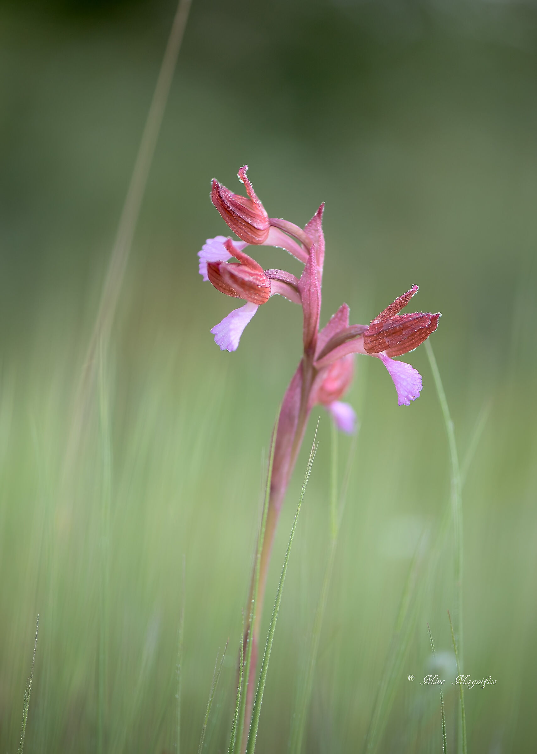 Anacamptis Papilionacea