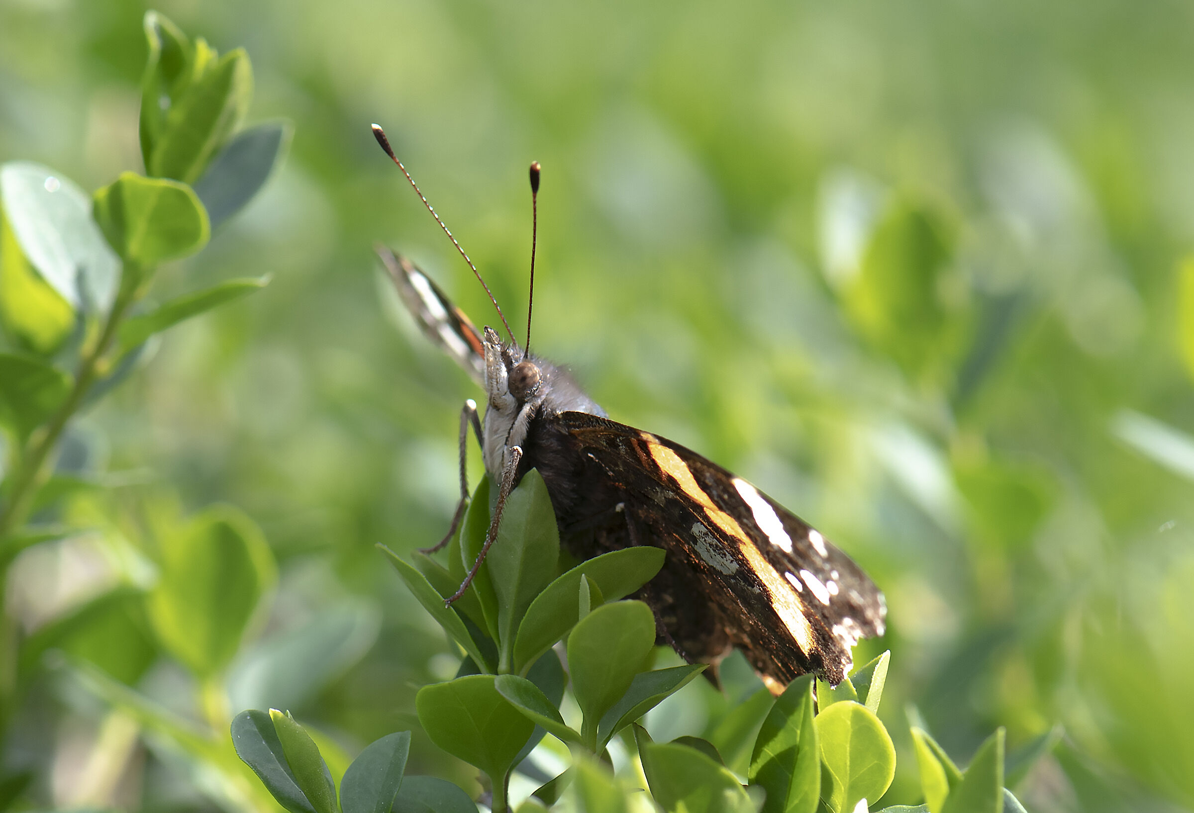 It's Not so beautiful a butterfly!