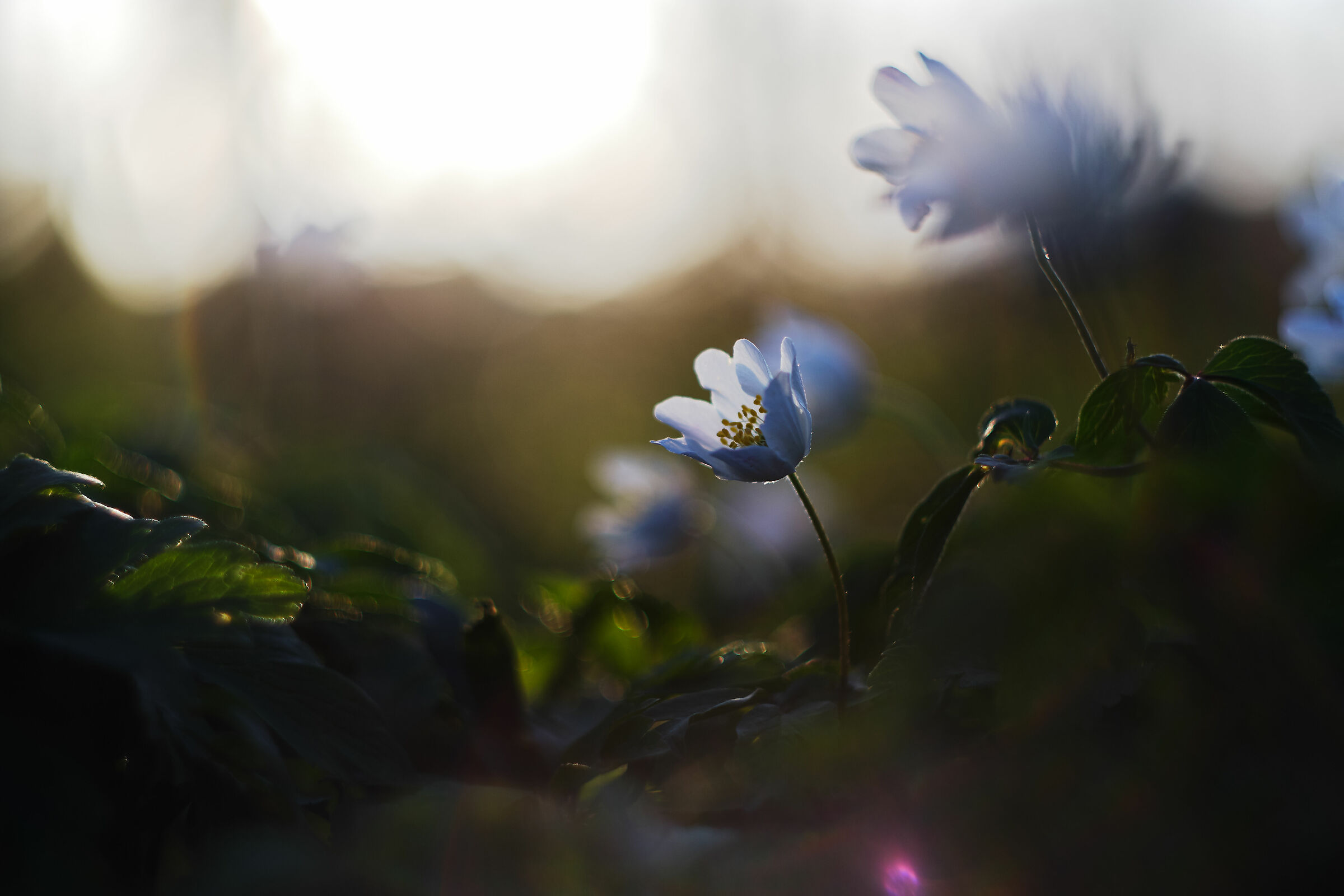 Primavera anche qui