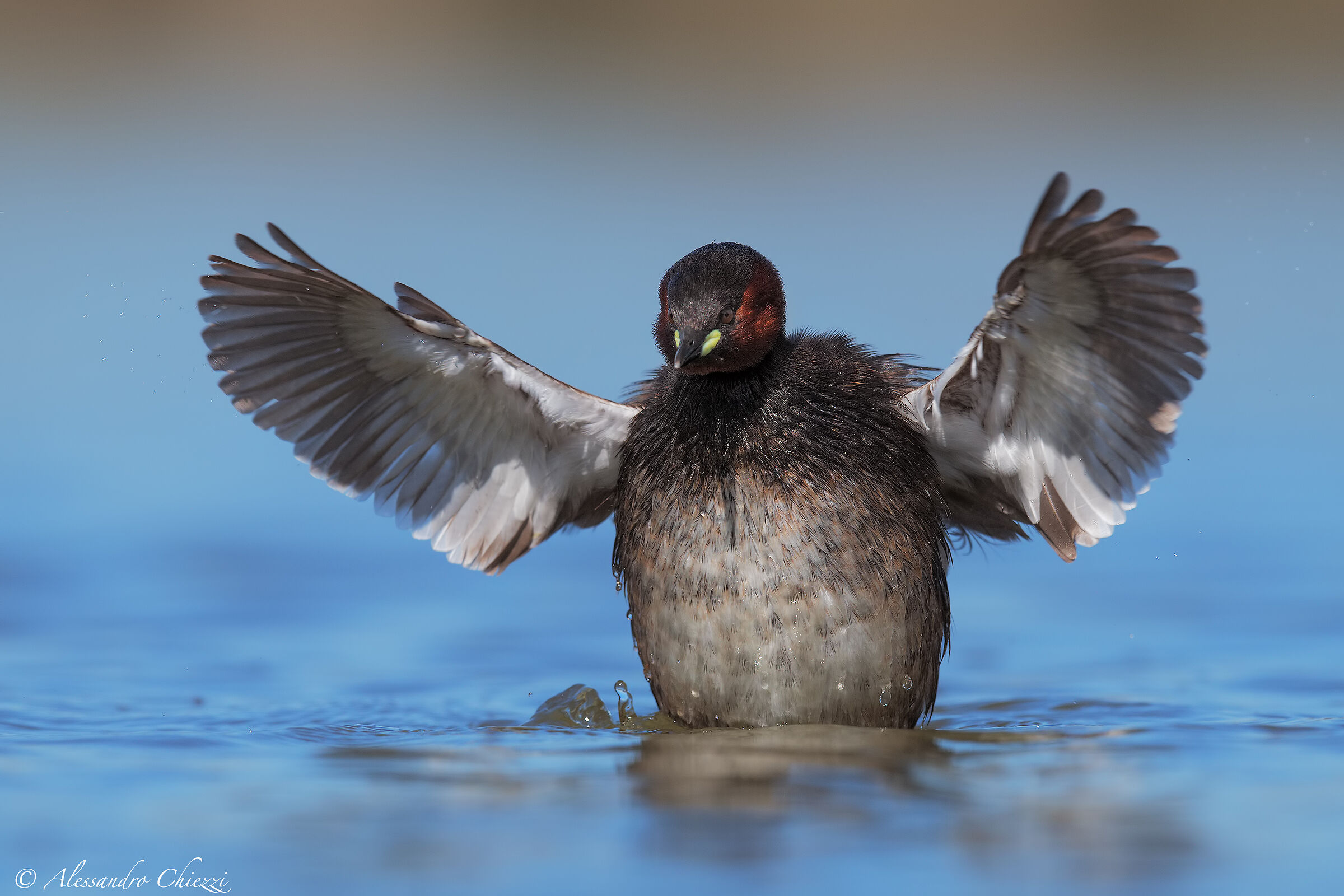Il saluto del tuffetto