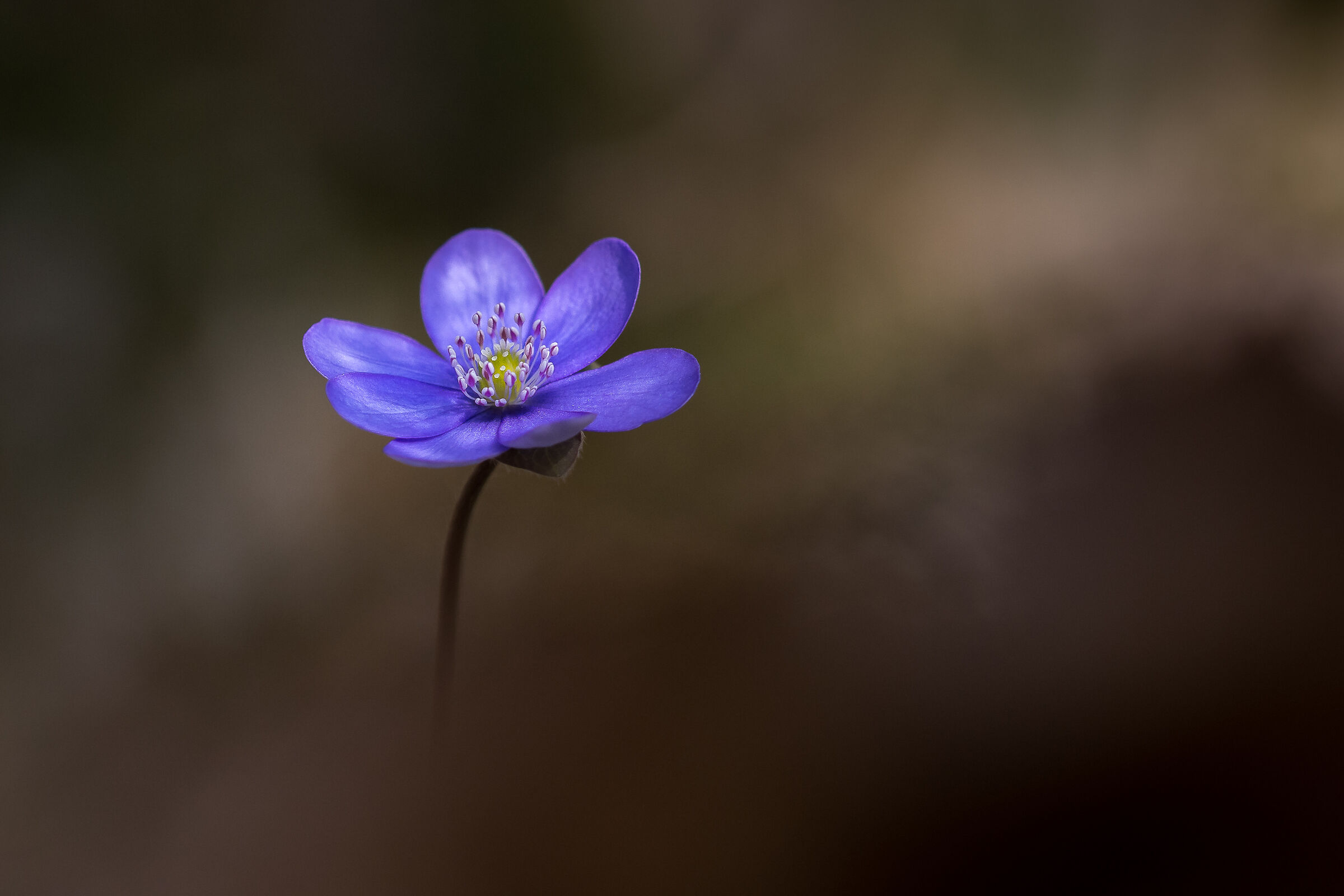 Hepatica