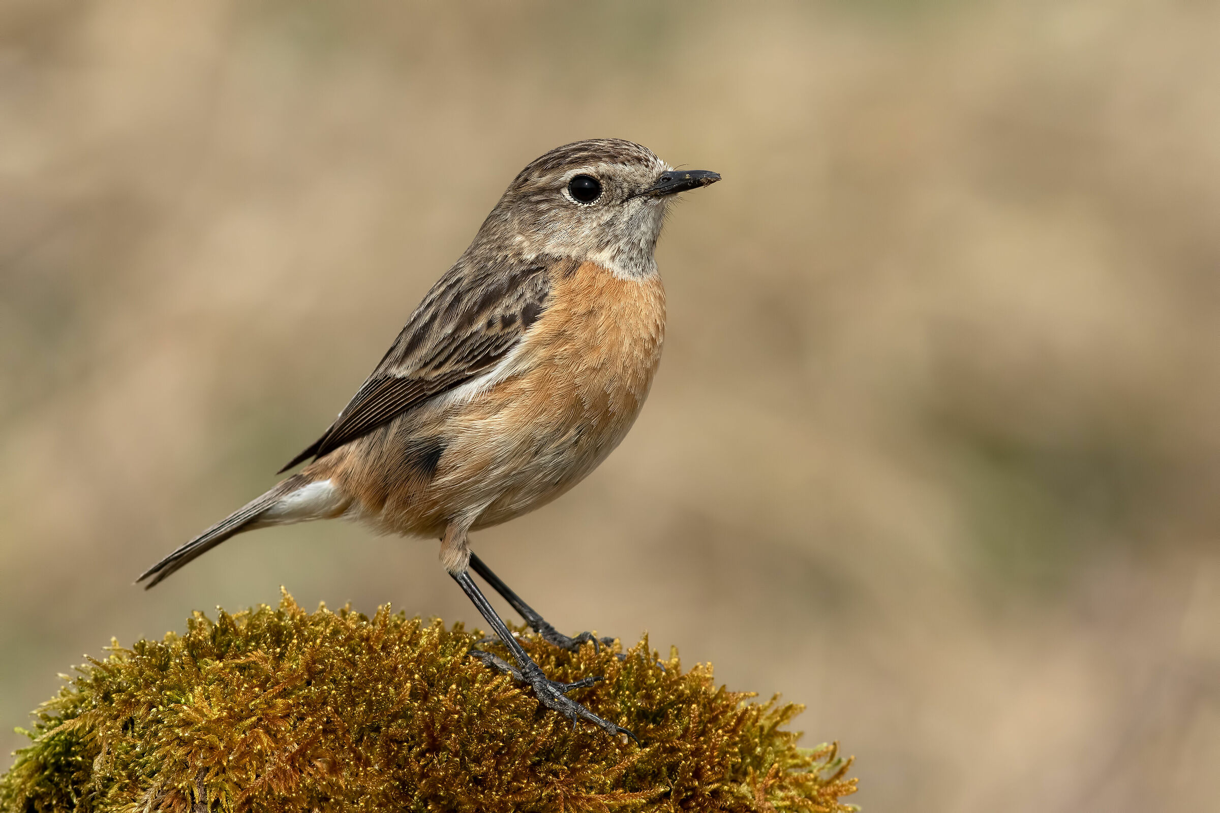 Saltimpalo (f)-European Stonechat
