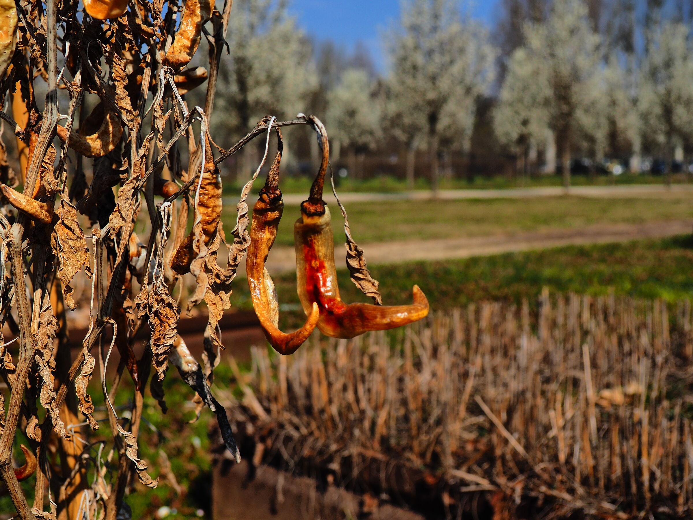 Peperoncini....Secchi