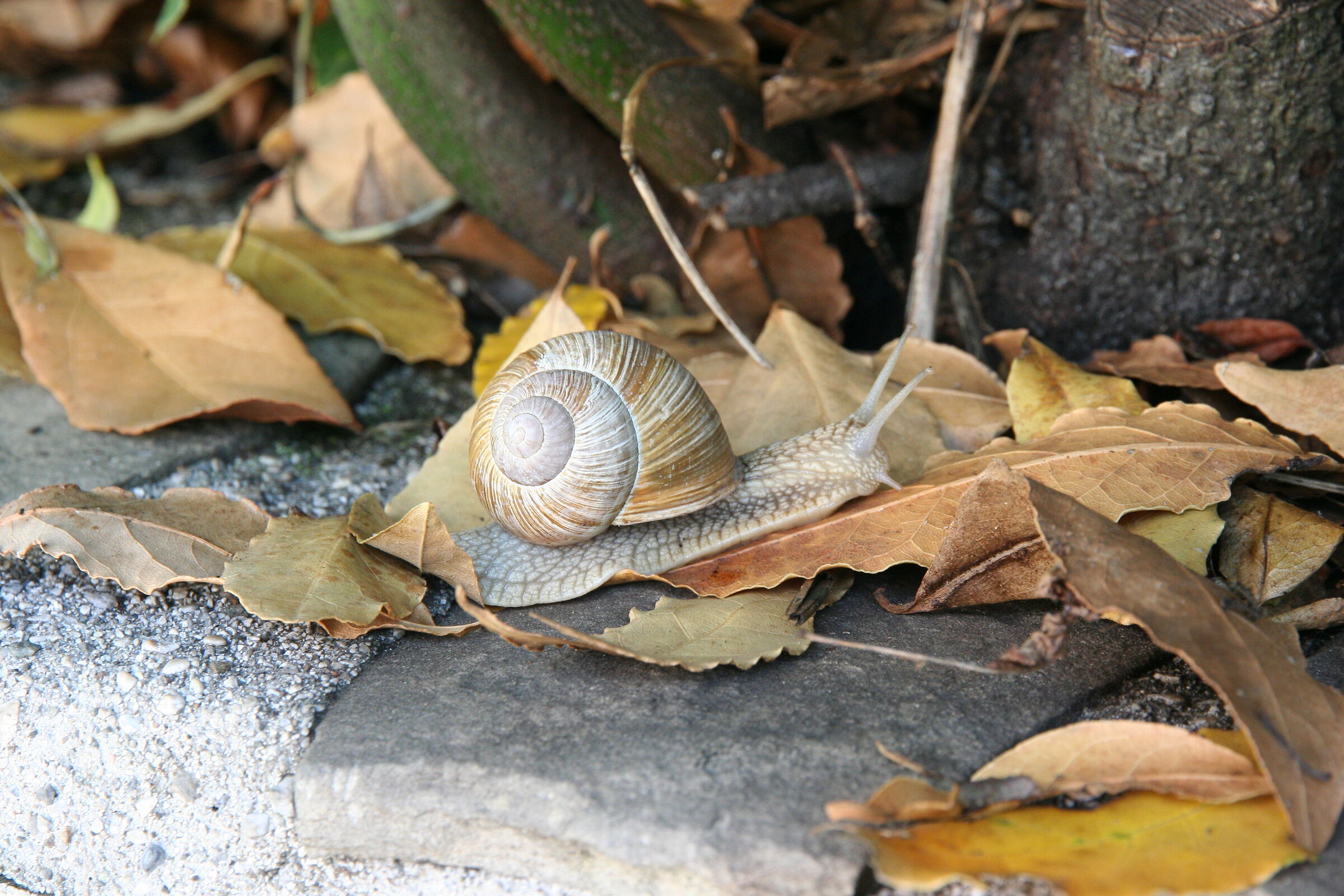 Snail