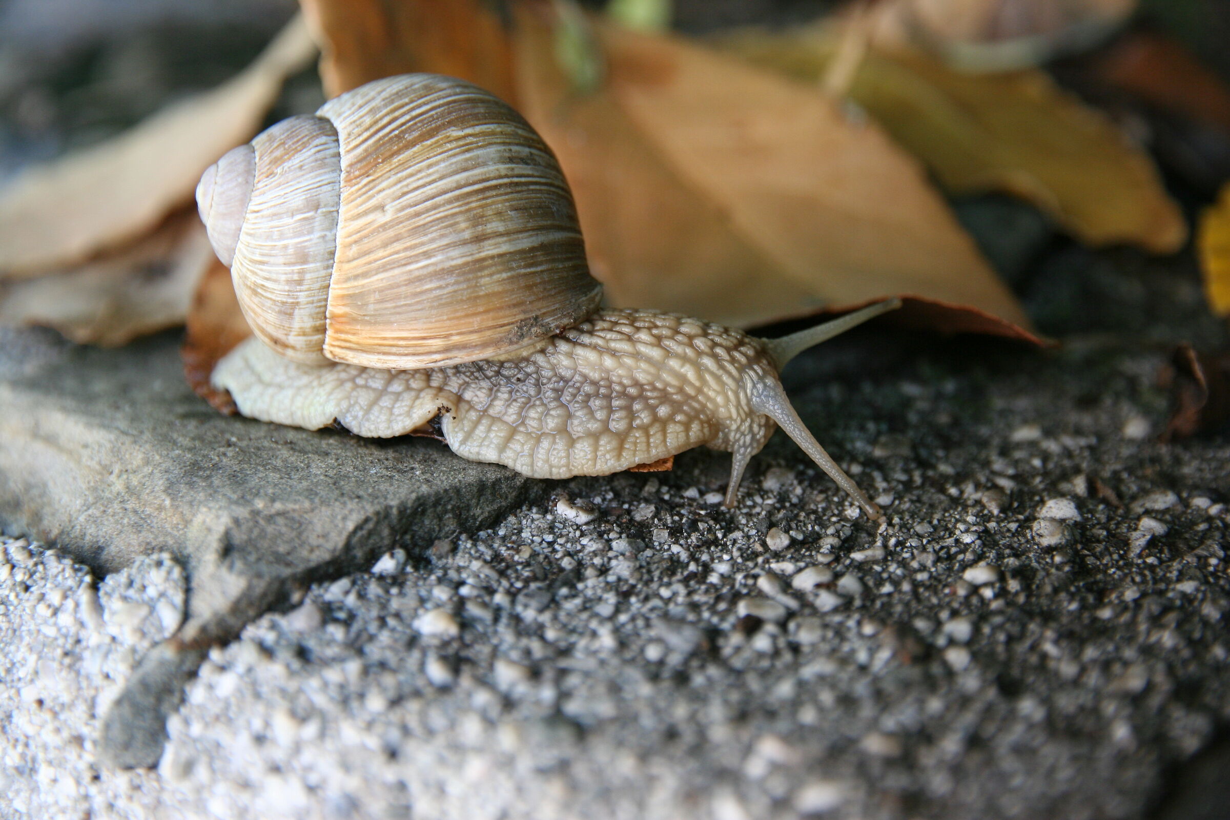 Snail