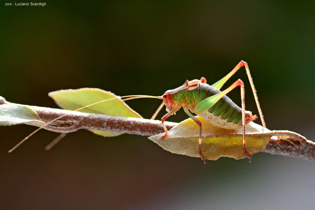 Leptophyes punctatissima,MG_1889