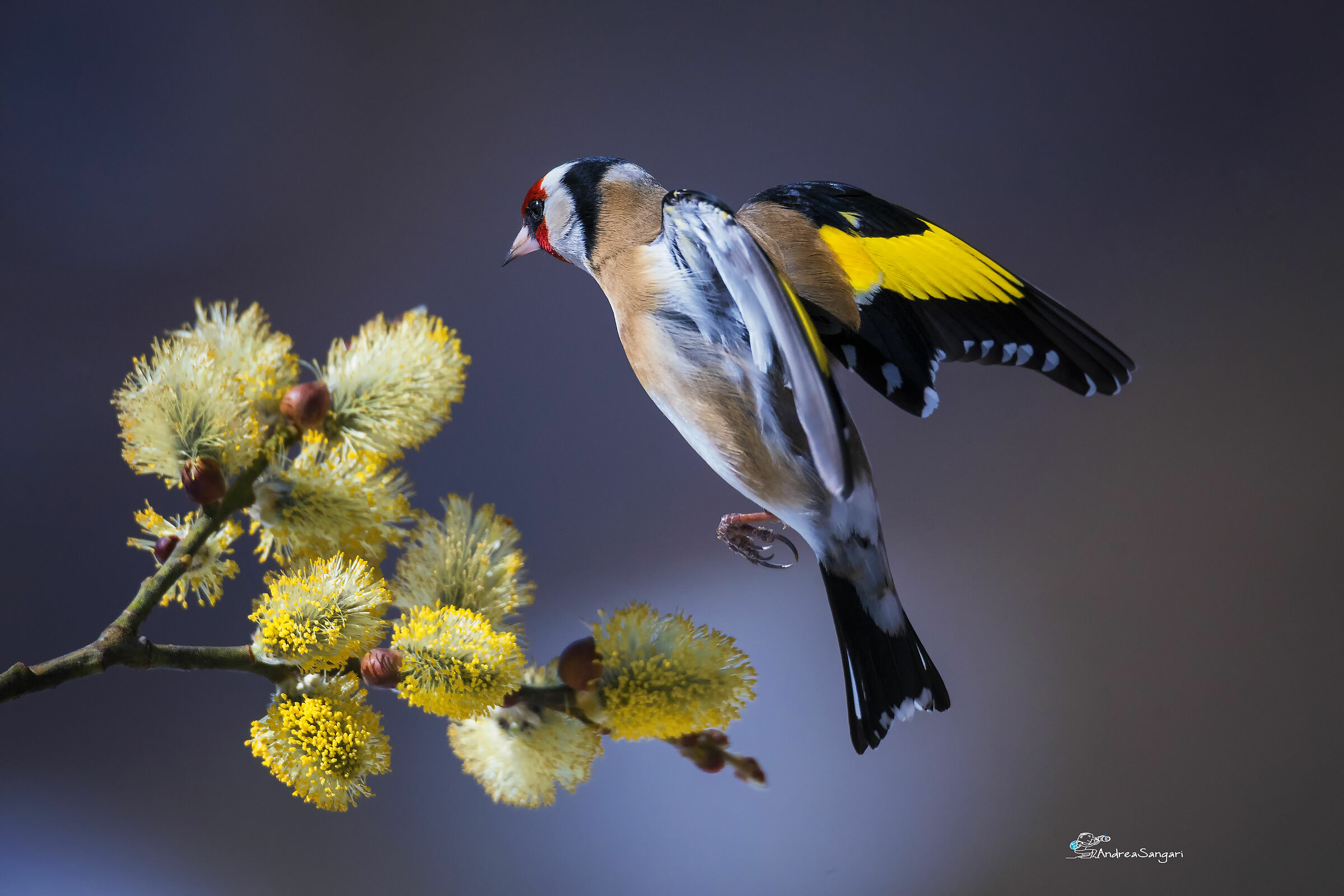 Spring Goldfinch