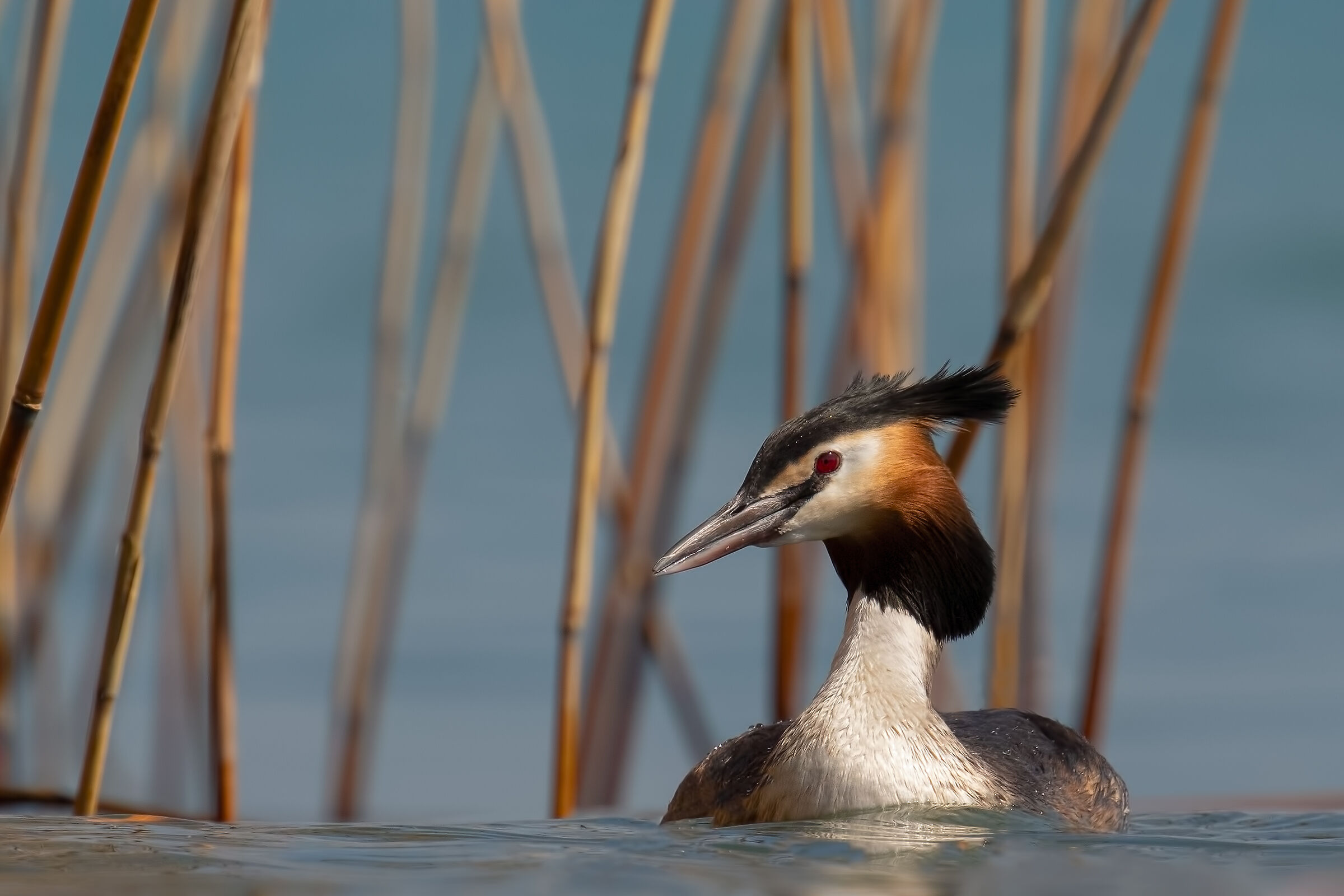 Svasso maggiore ambientato
