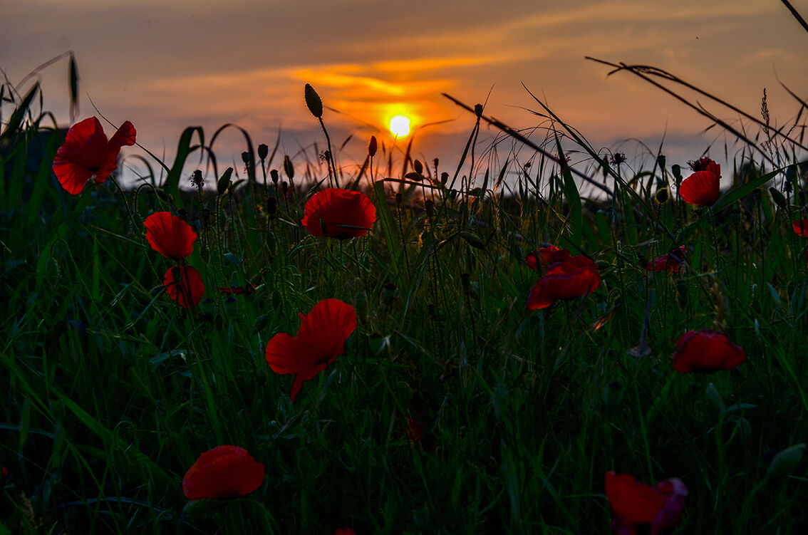 Poppies in Backlight
