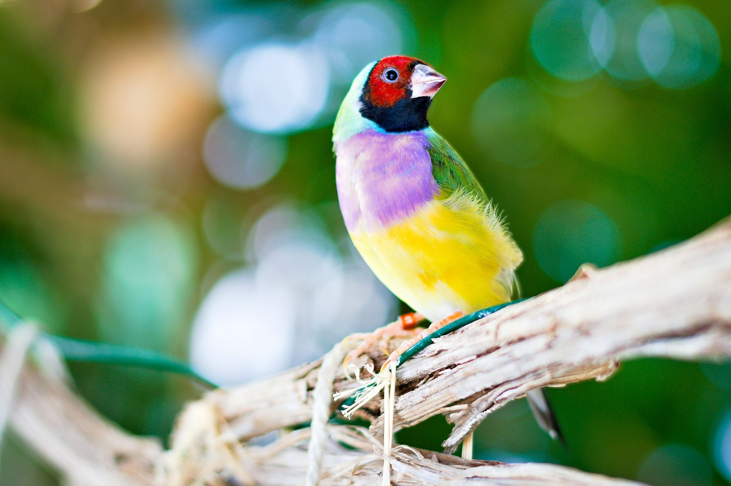 Diamante di Gould - Acquario di Genova