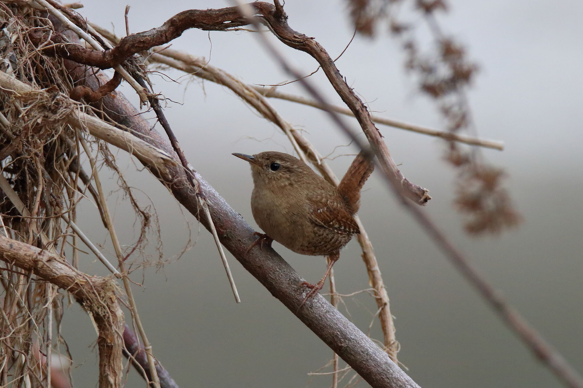Scriciolo tra le macerie di "Vaia"