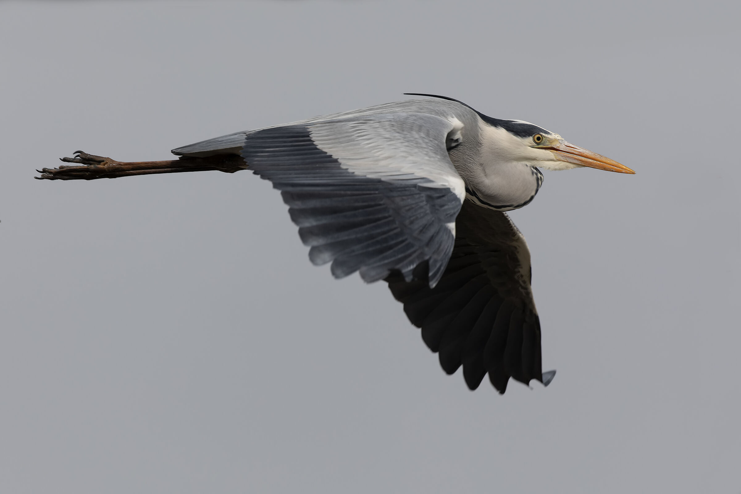 Grey Heron