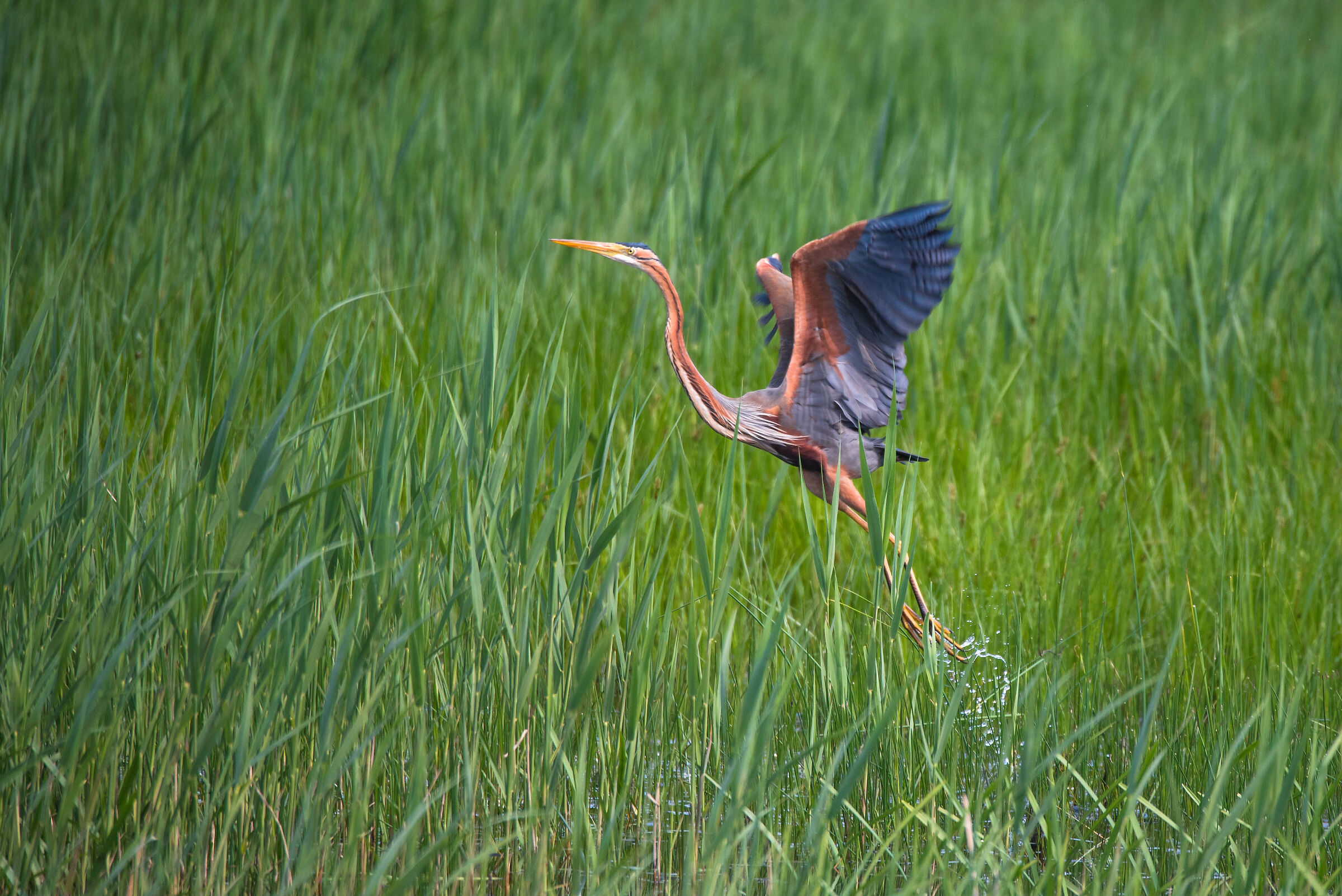 Red Heron
