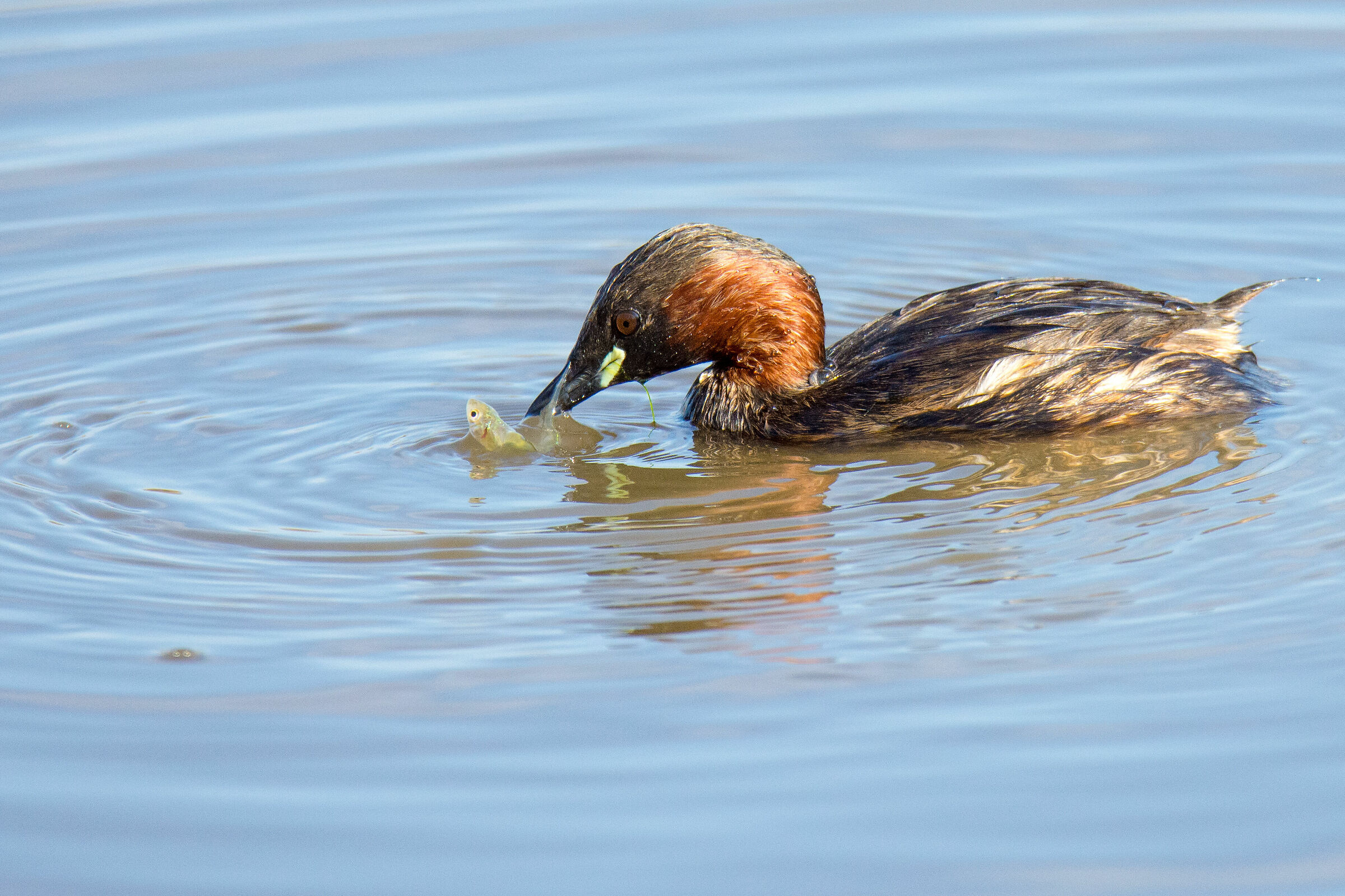 Little Diver with Prey