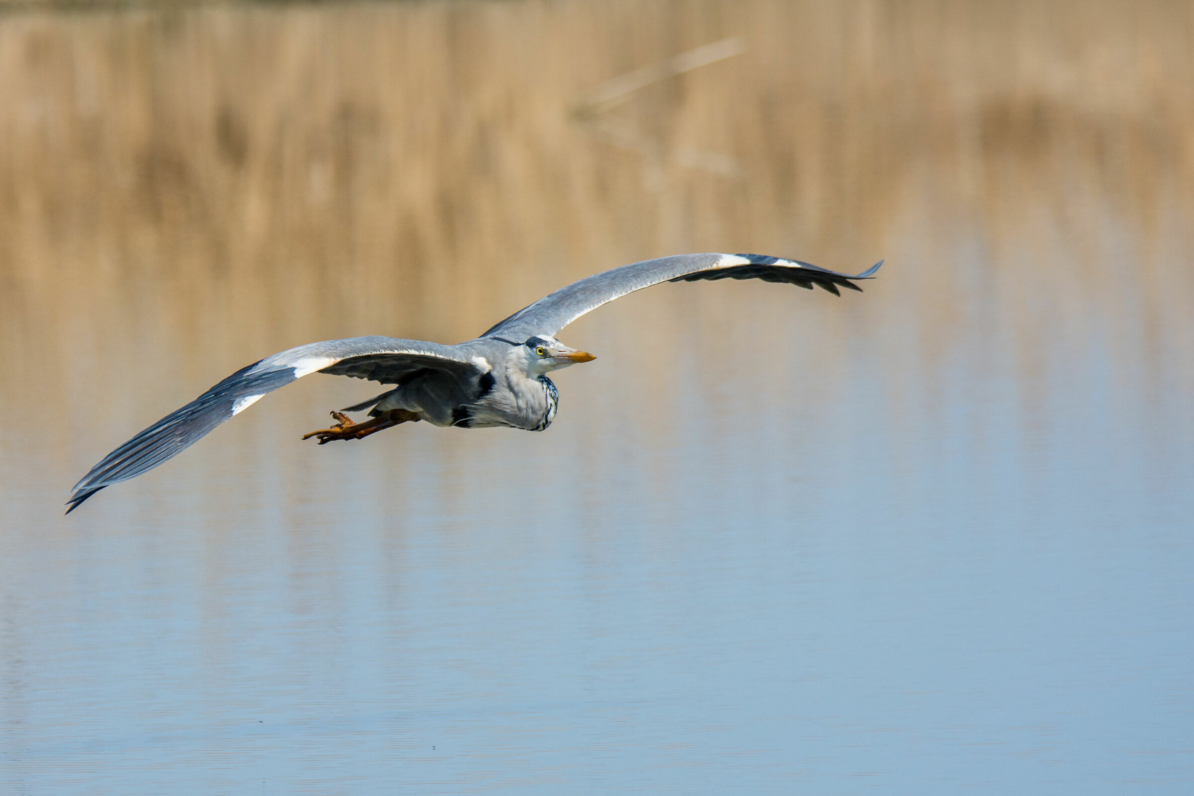 The Flight of the Heron