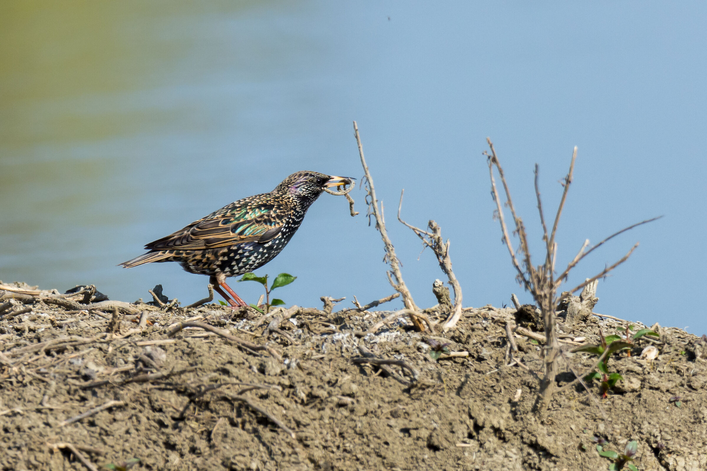 Reversal to the collection for the preparation of the nest