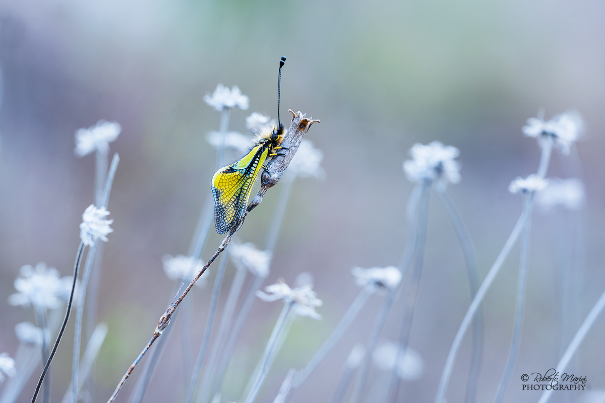 psichedelica libelloide