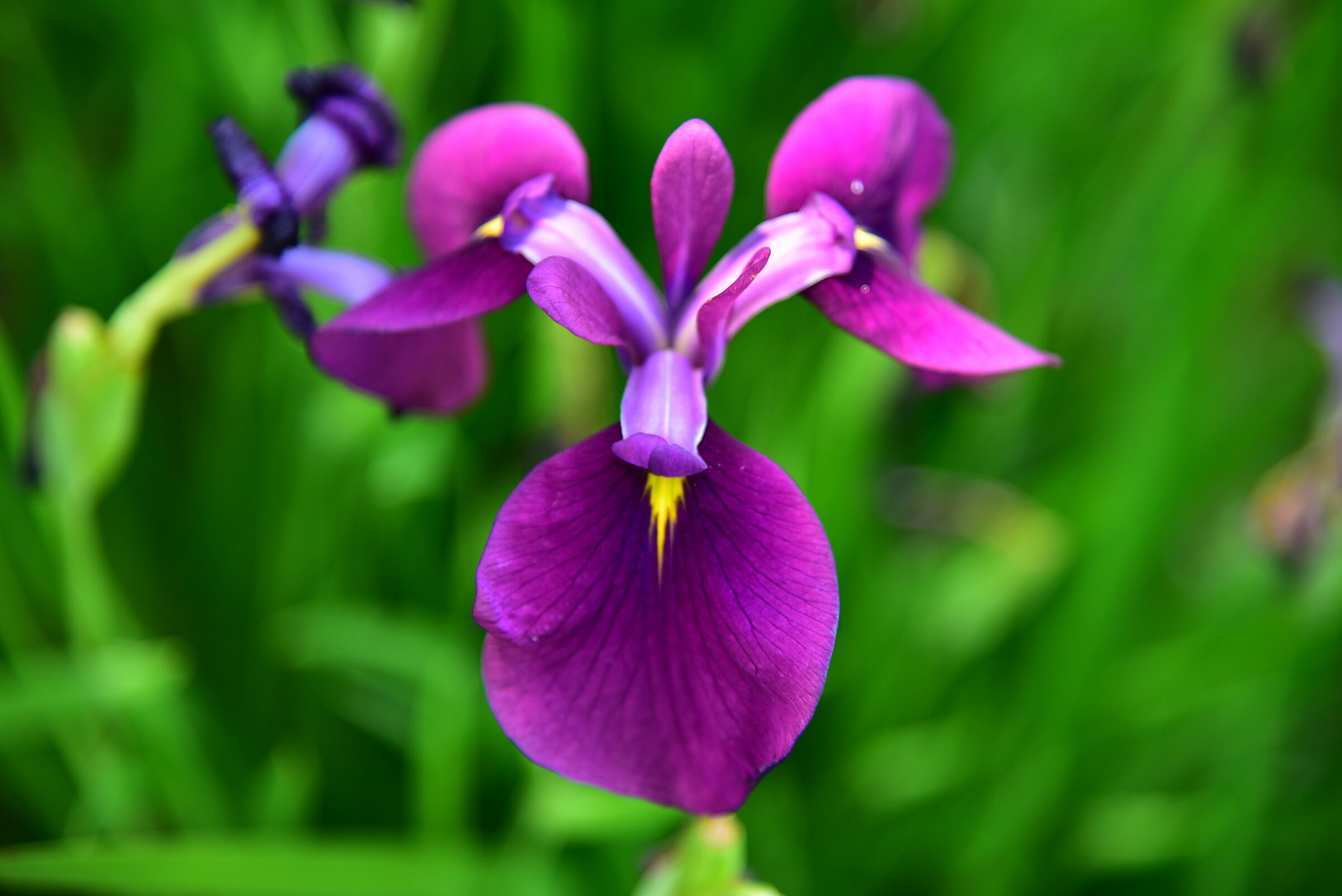 Violet iris