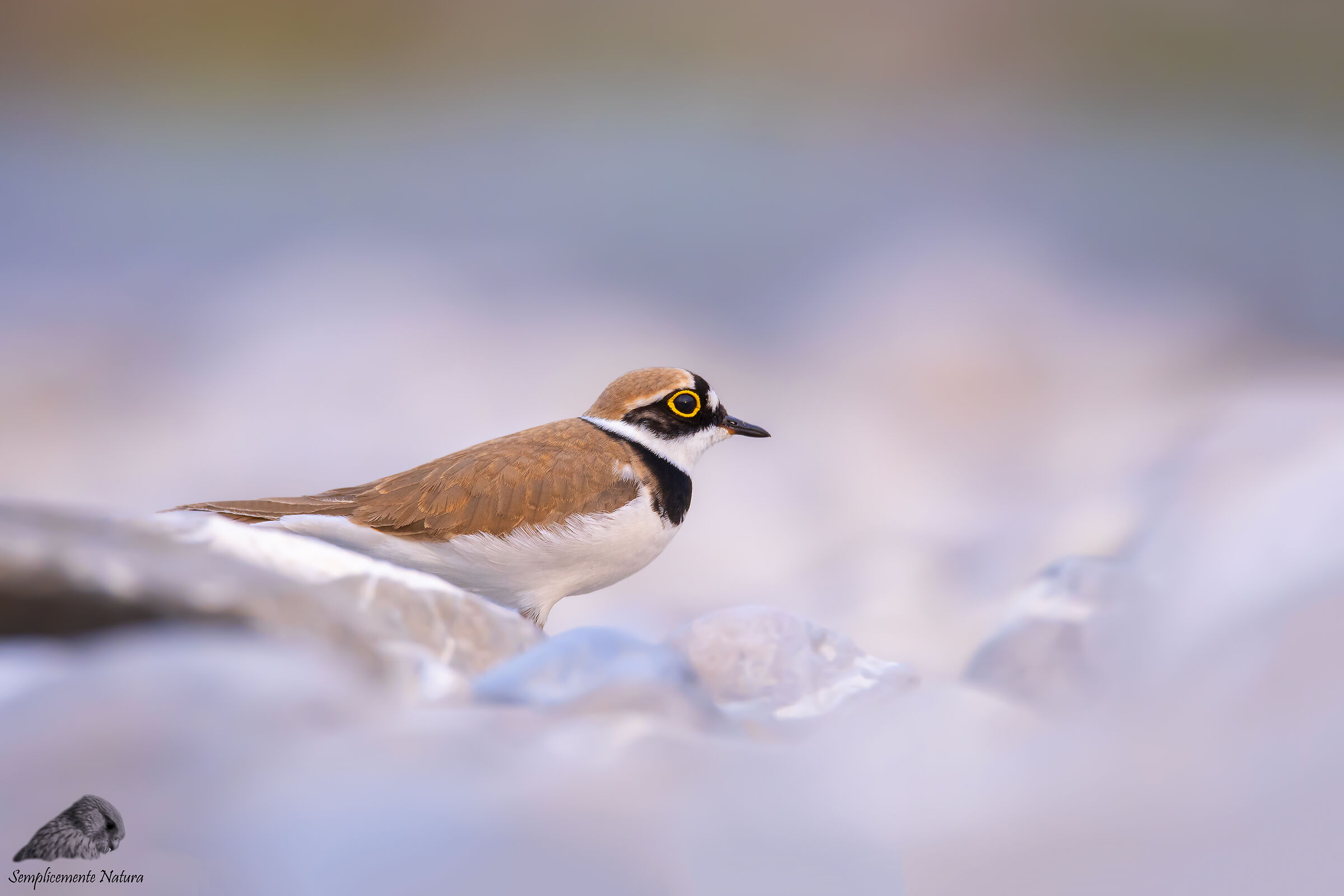 Small Courier (Charadrius dubius)