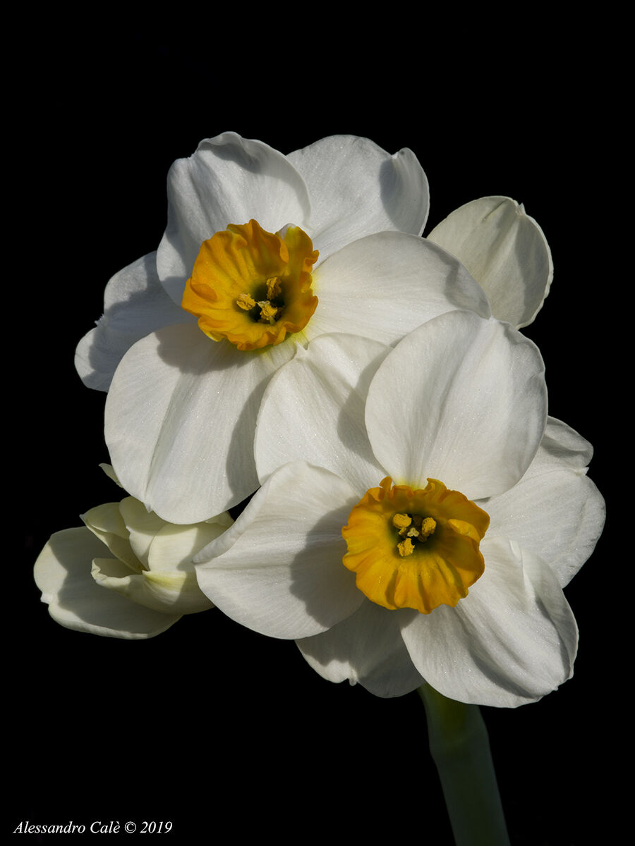 Multiple Narcisi 9089