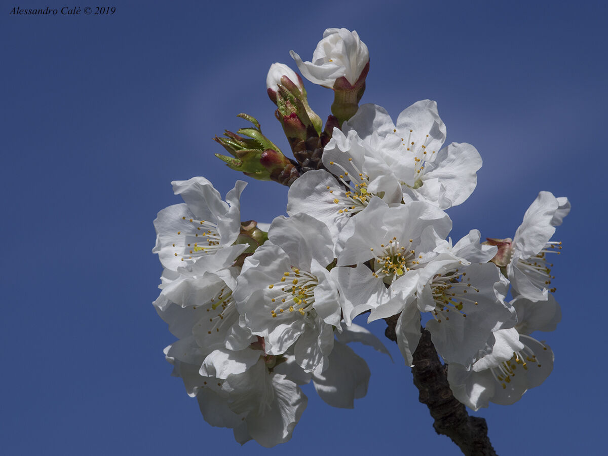 The Flowers of the cherry 8774