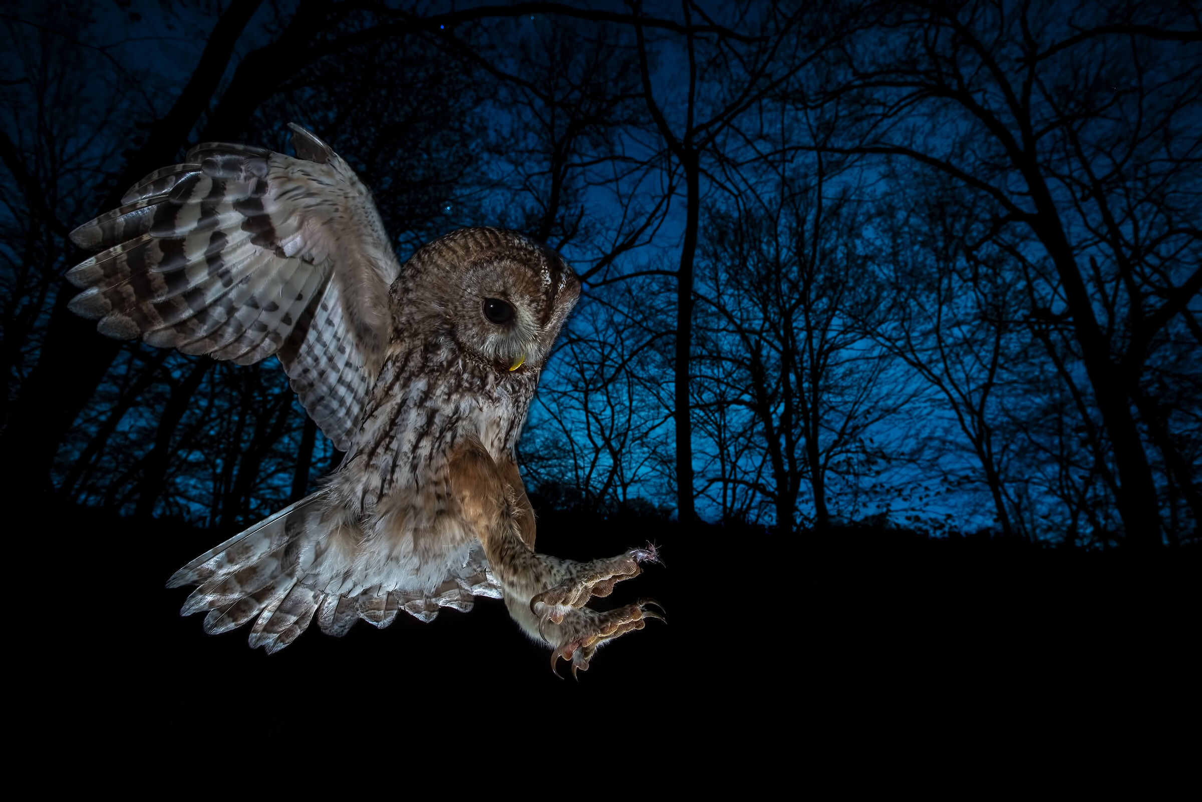 Tawny Owl