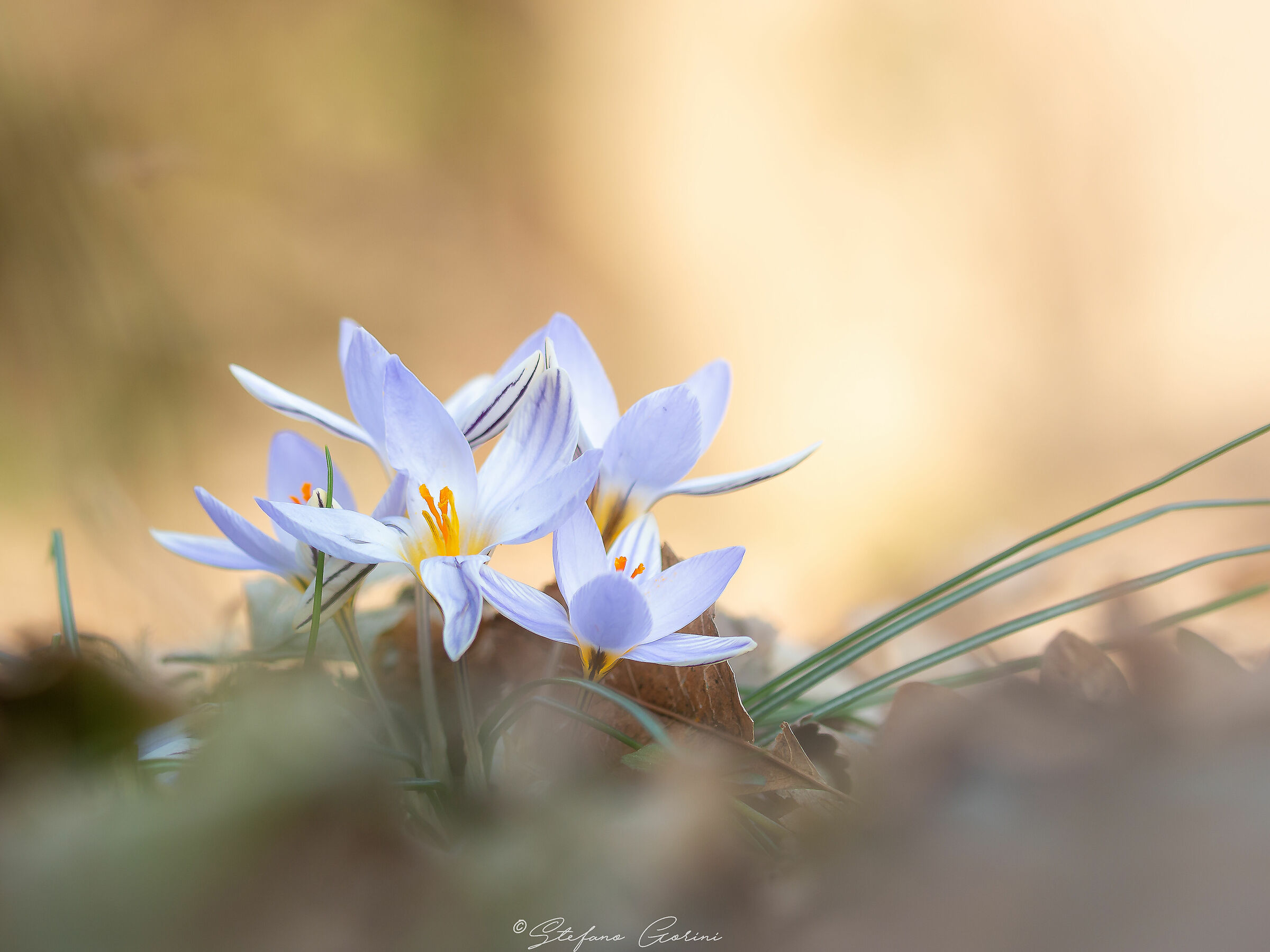 Crocus Biflorus