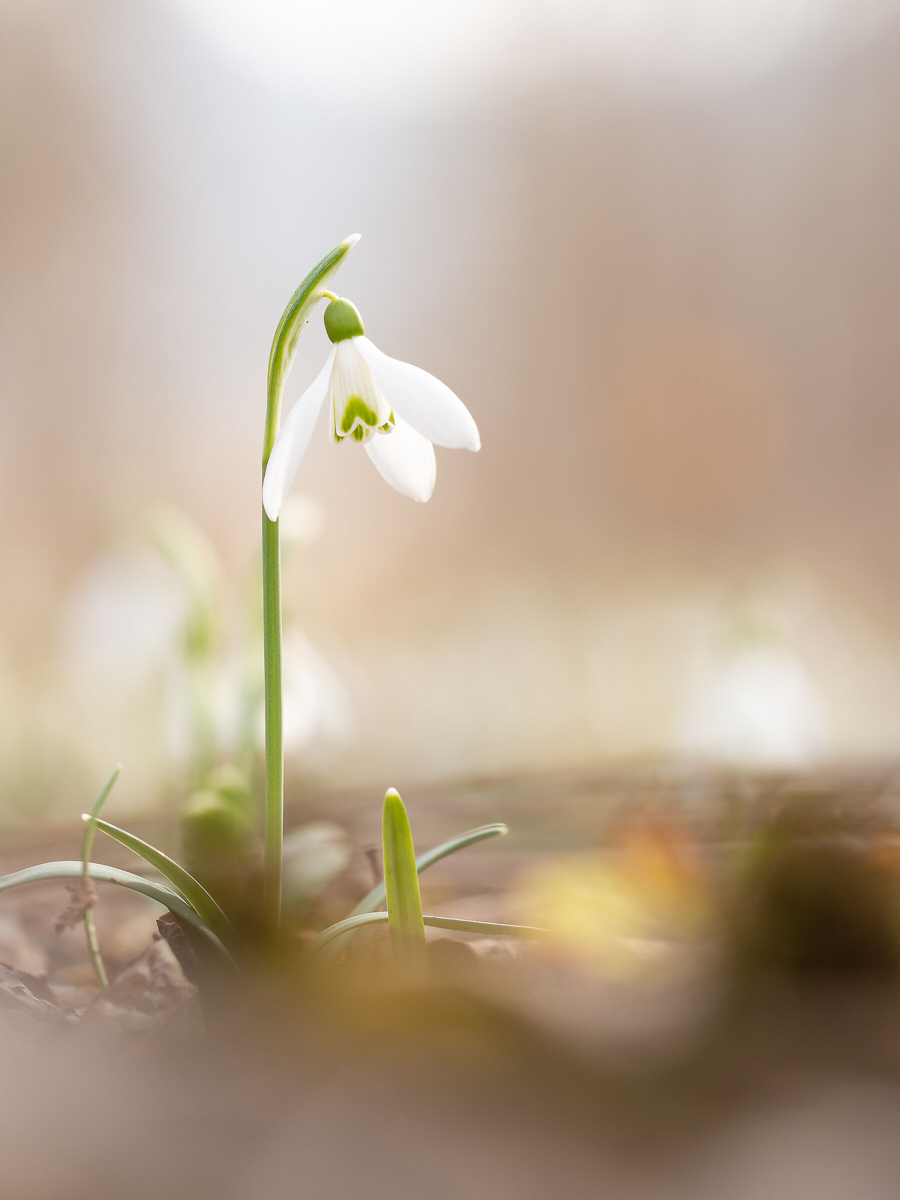 Galanthus nivalis